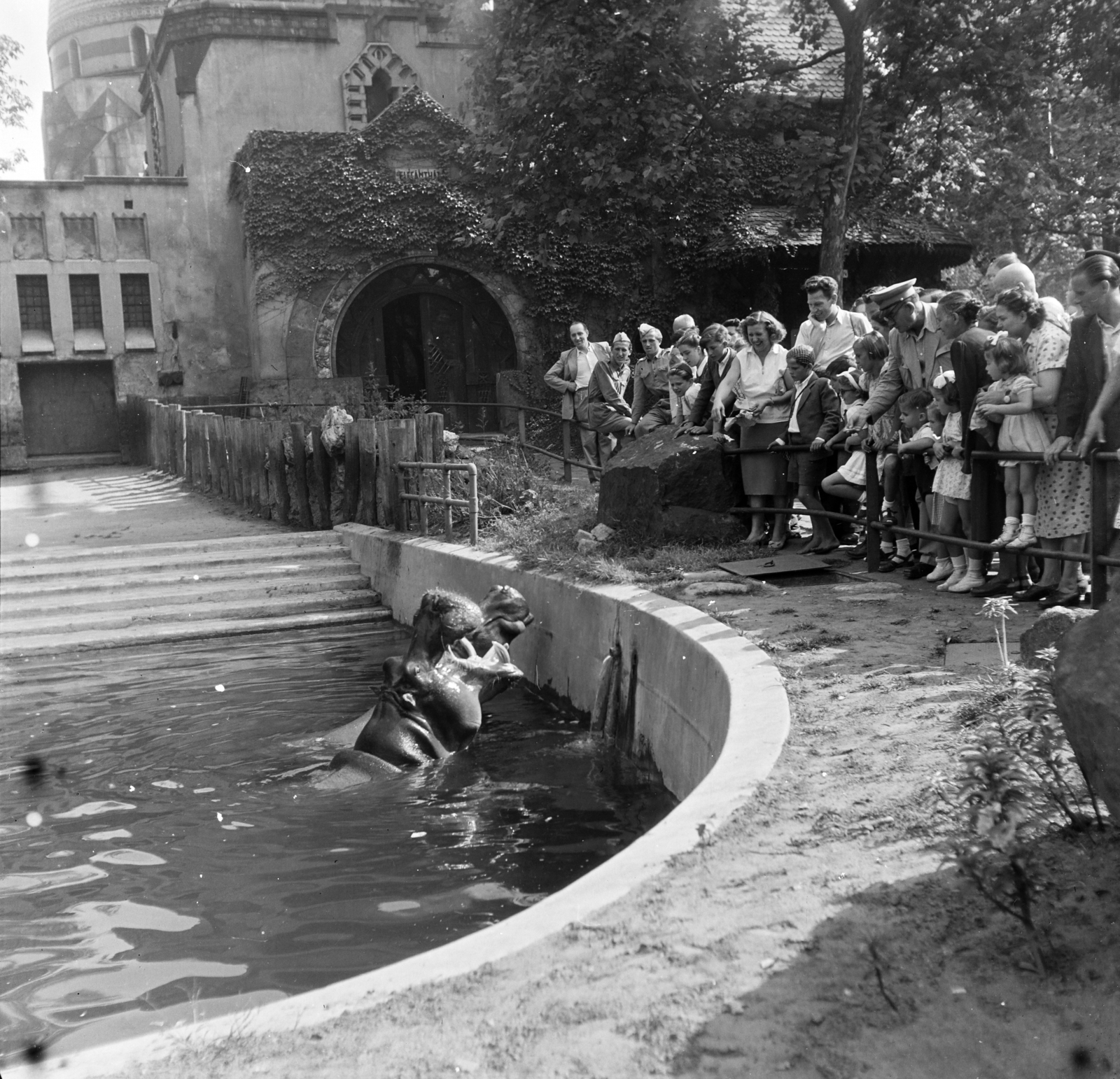 Hungary, Zoo, Budapest XIV., 1954, Keveházi János, hippo, zoo, Budapest, Fortepan #197116