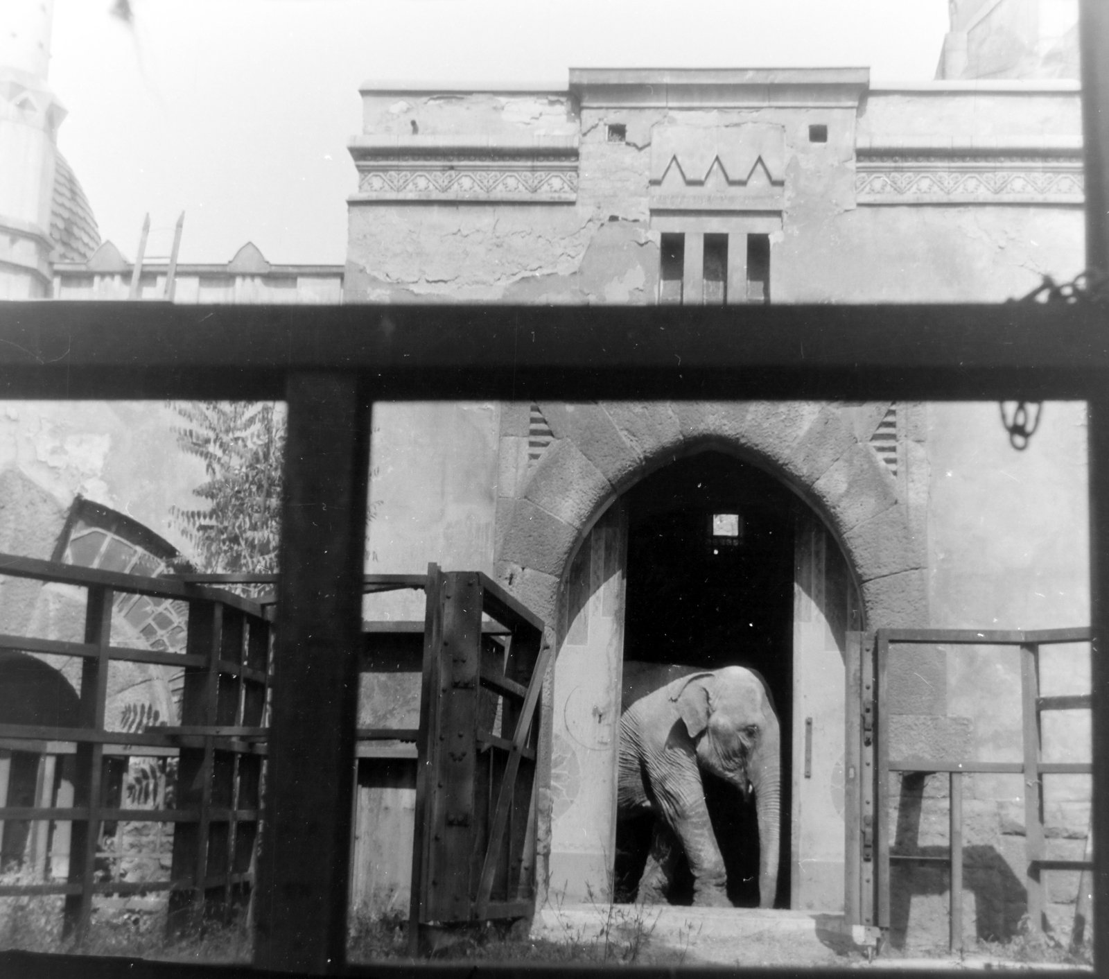 Hungary, Zoo, Budapest XIV., 1955, Keveházi János, elephant, zoo, Budapest, Fortepan #197320