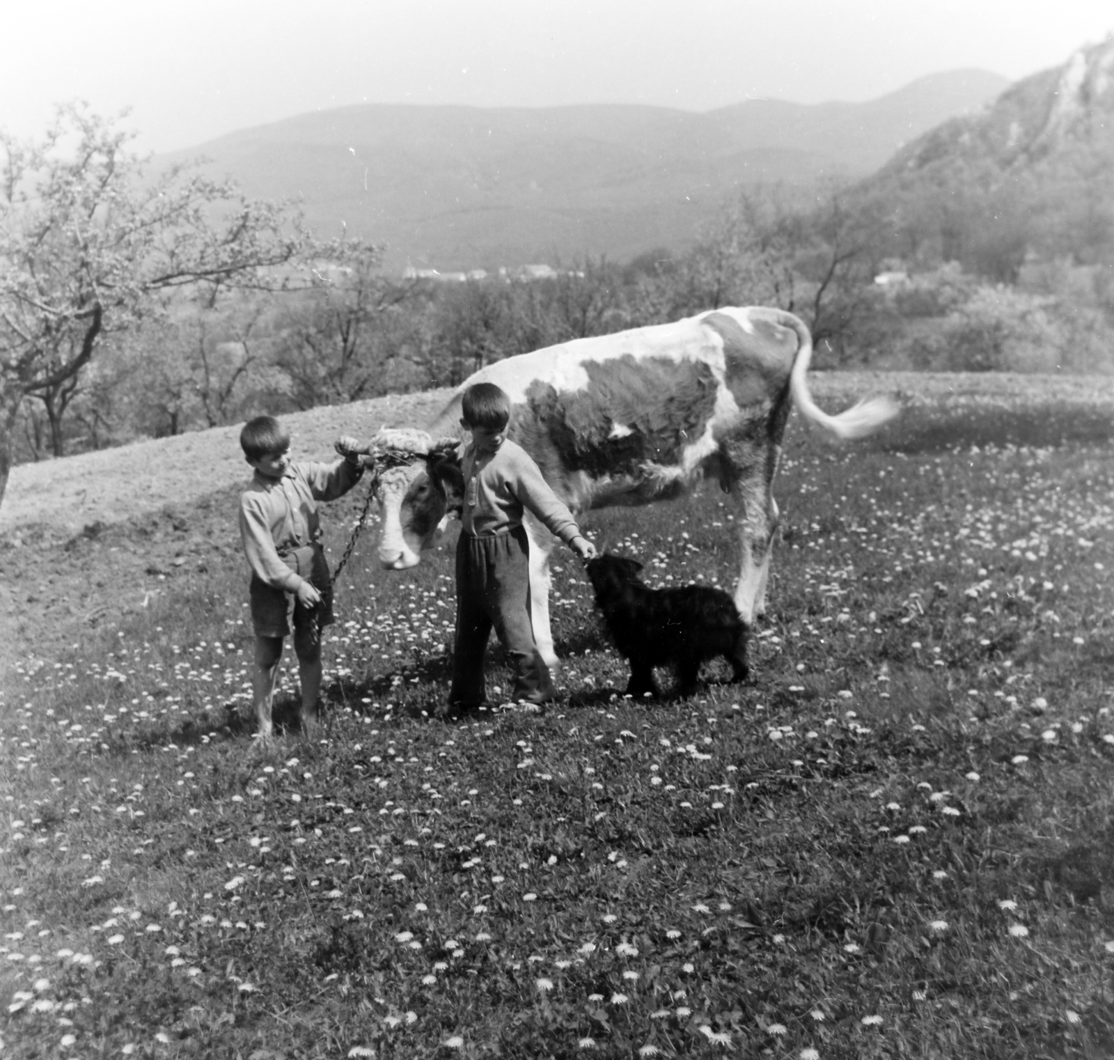 Hungary, Csobánka, a mai Hegyalja utca környéke., 1956, Keveházi János, dog, cattle, Fortepan #197374