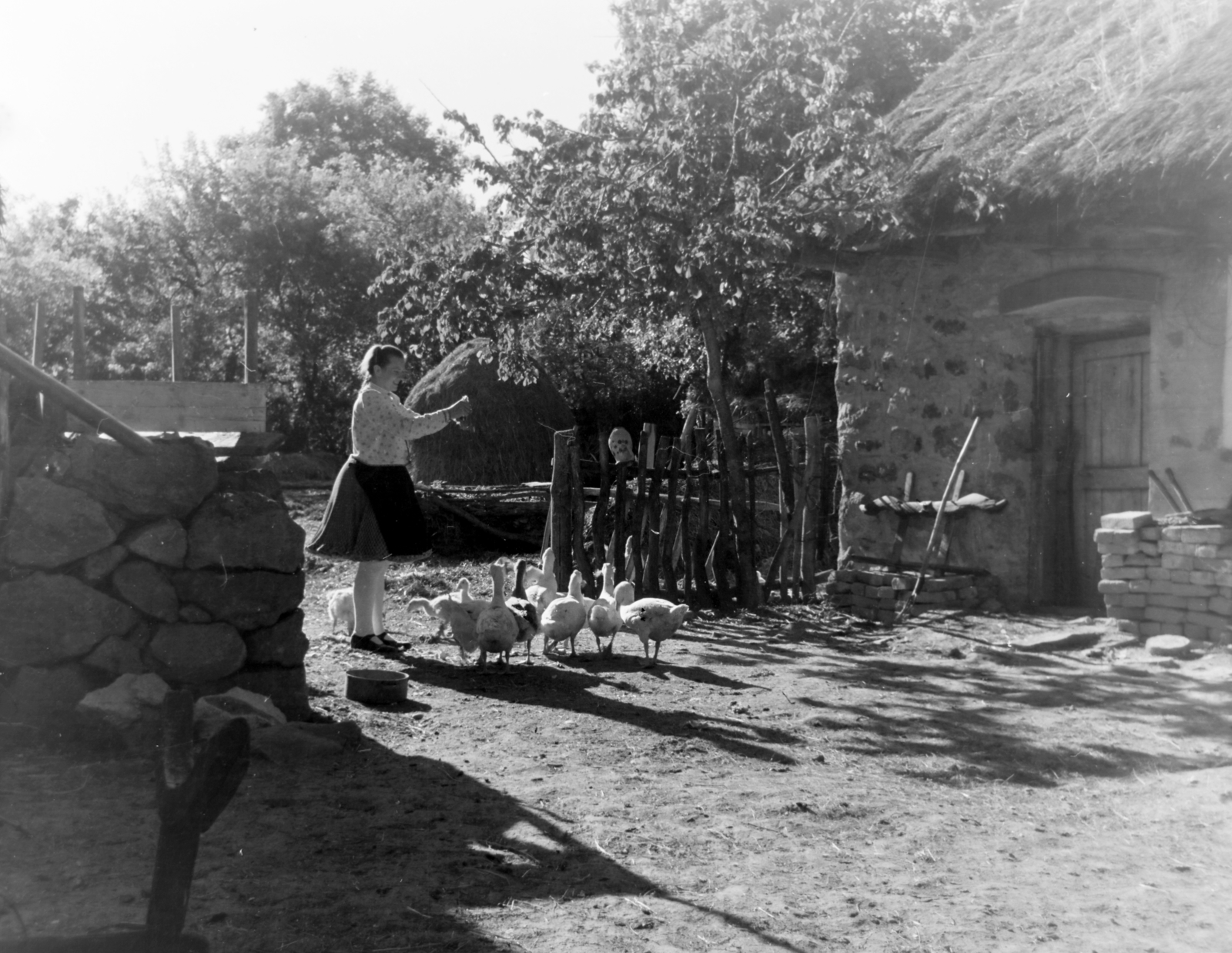 Hungary, Buják, 1957, Keveházi János, folk costume, poultry, yard, Fortepan #197529