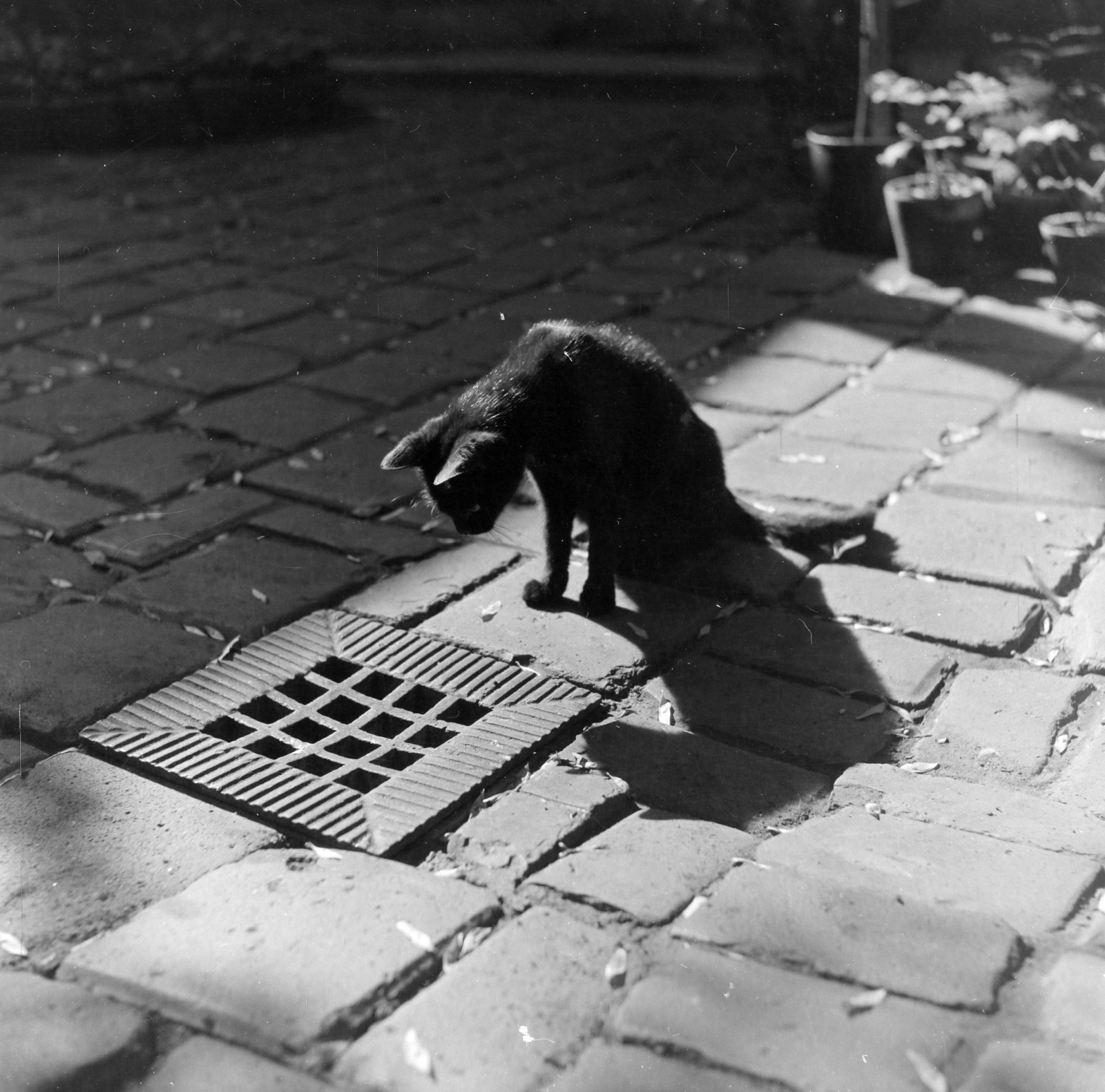 1959, Keveházi János, curiosity, drainer, cat, shadow, Fortepan #197785
