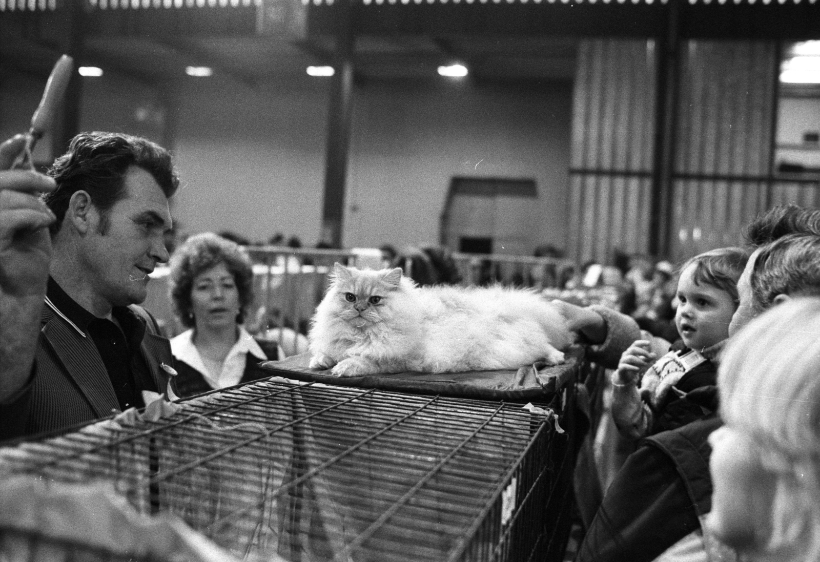 Hungary, Budapest X., Albertirsai (Dobi István) úti vásárterület, macskakiállítás., 1983, Szalay Zoltán, Budapest, cat show, pen, Fortepan #198110