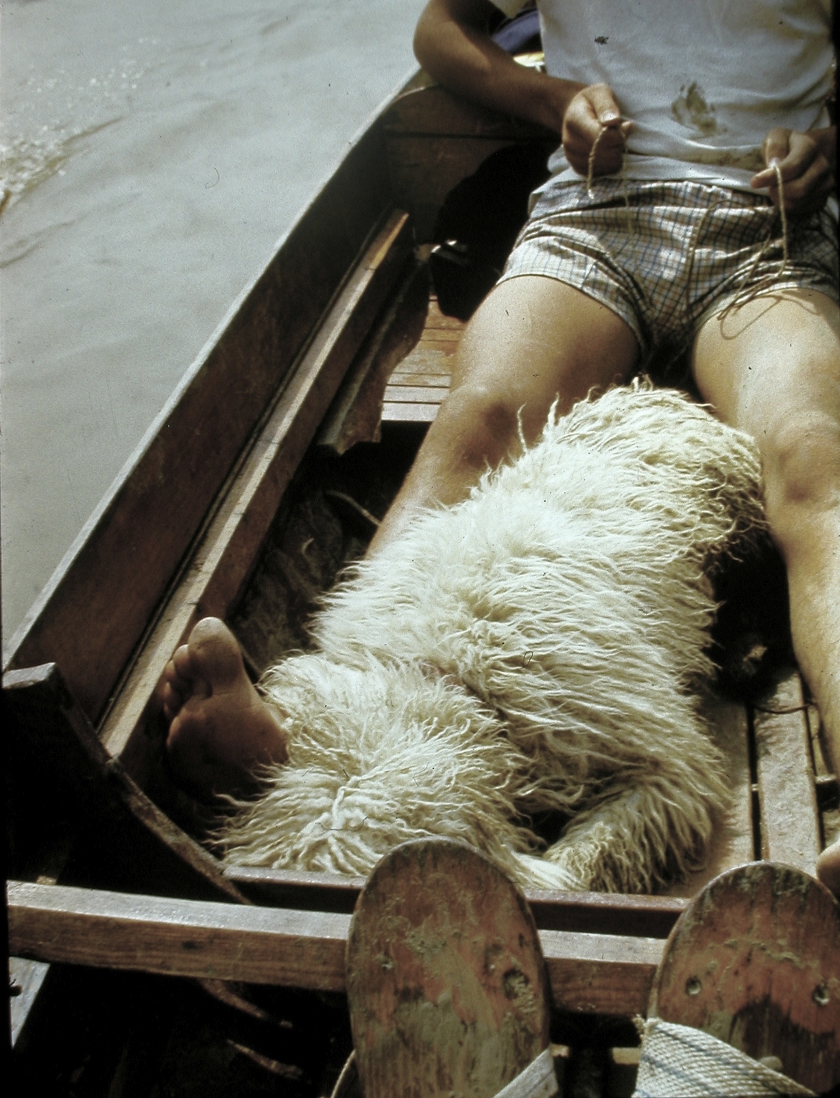 1983, Fortepan, colorful, dog, water surface, boat, Fortepan #19827