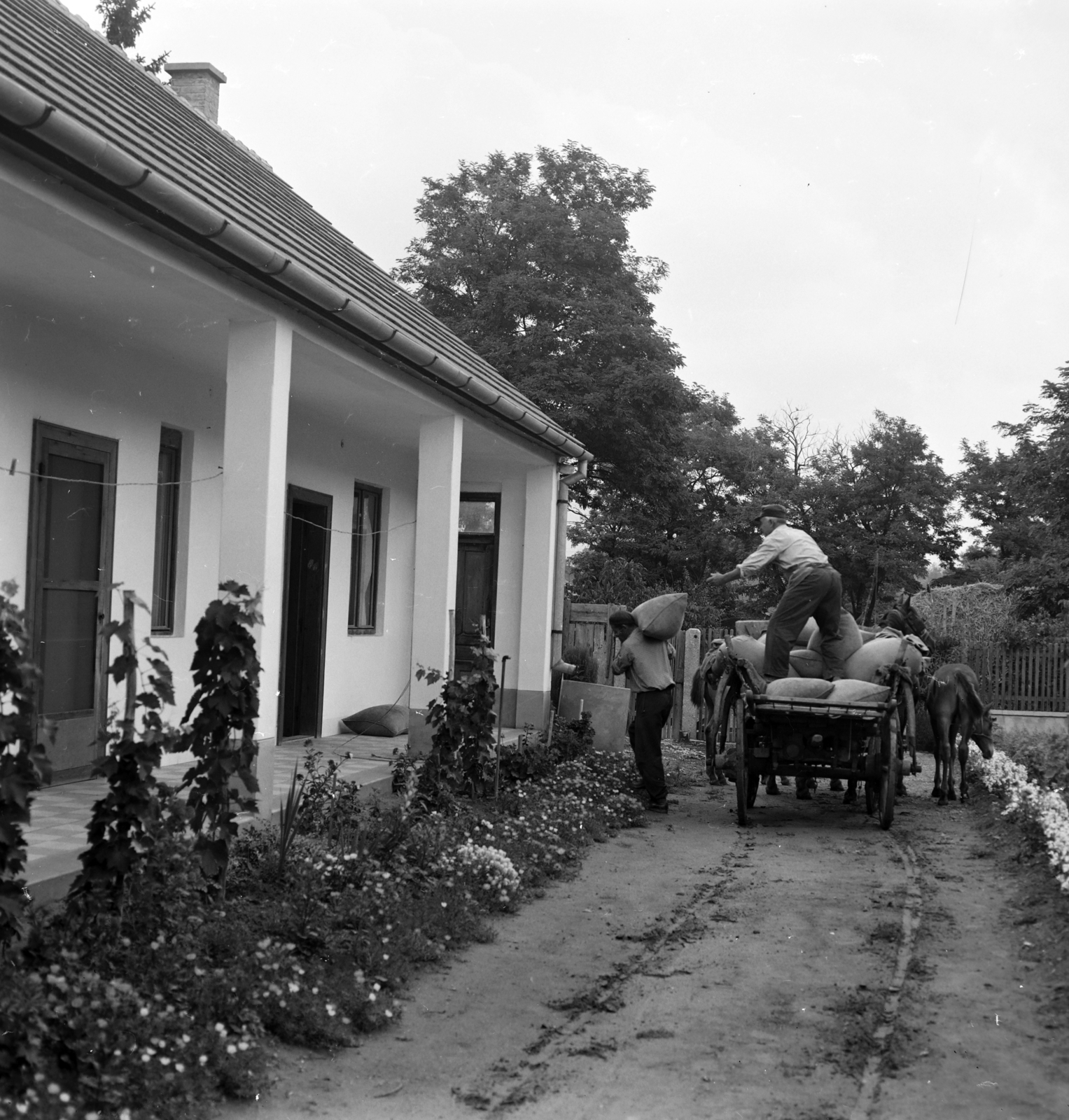 Hungary, Lovasberény, 1968, Szalay Zoltán, foal, porch, Horse-drawn carriage, Fortepan #198375