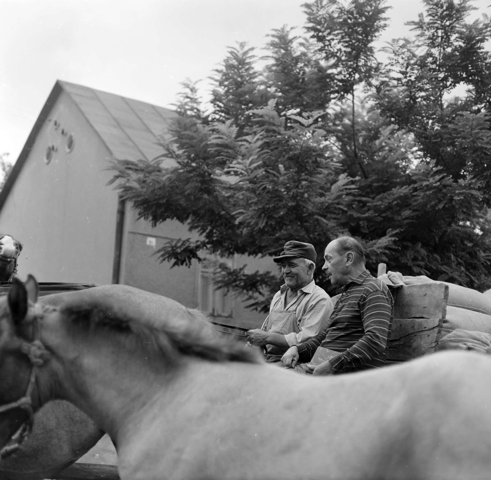 Hungary, Lovasberény, 1968, Szalay Zoltán, Fortepan #198376