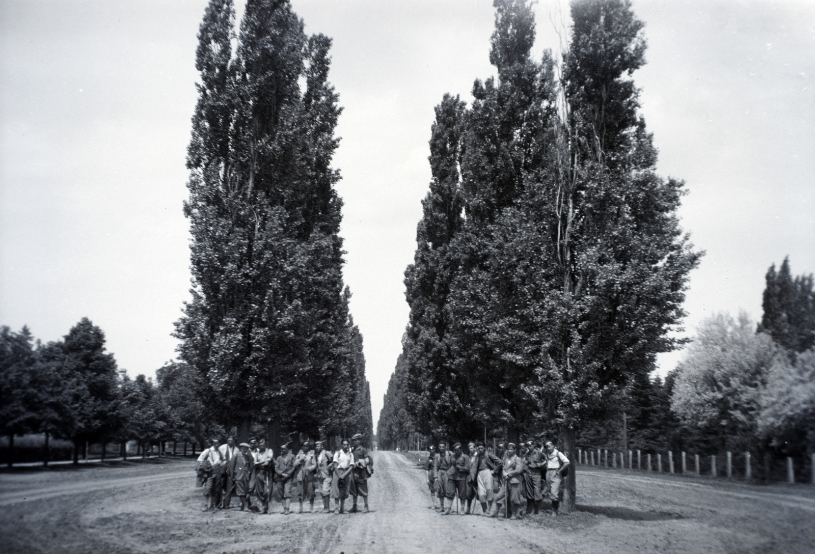 Hungary, Mezőhegyes, Kozma Ferenc utca, jegenyesor., 1931, Anders Gyula, alley, Best of, Fortepan #199268