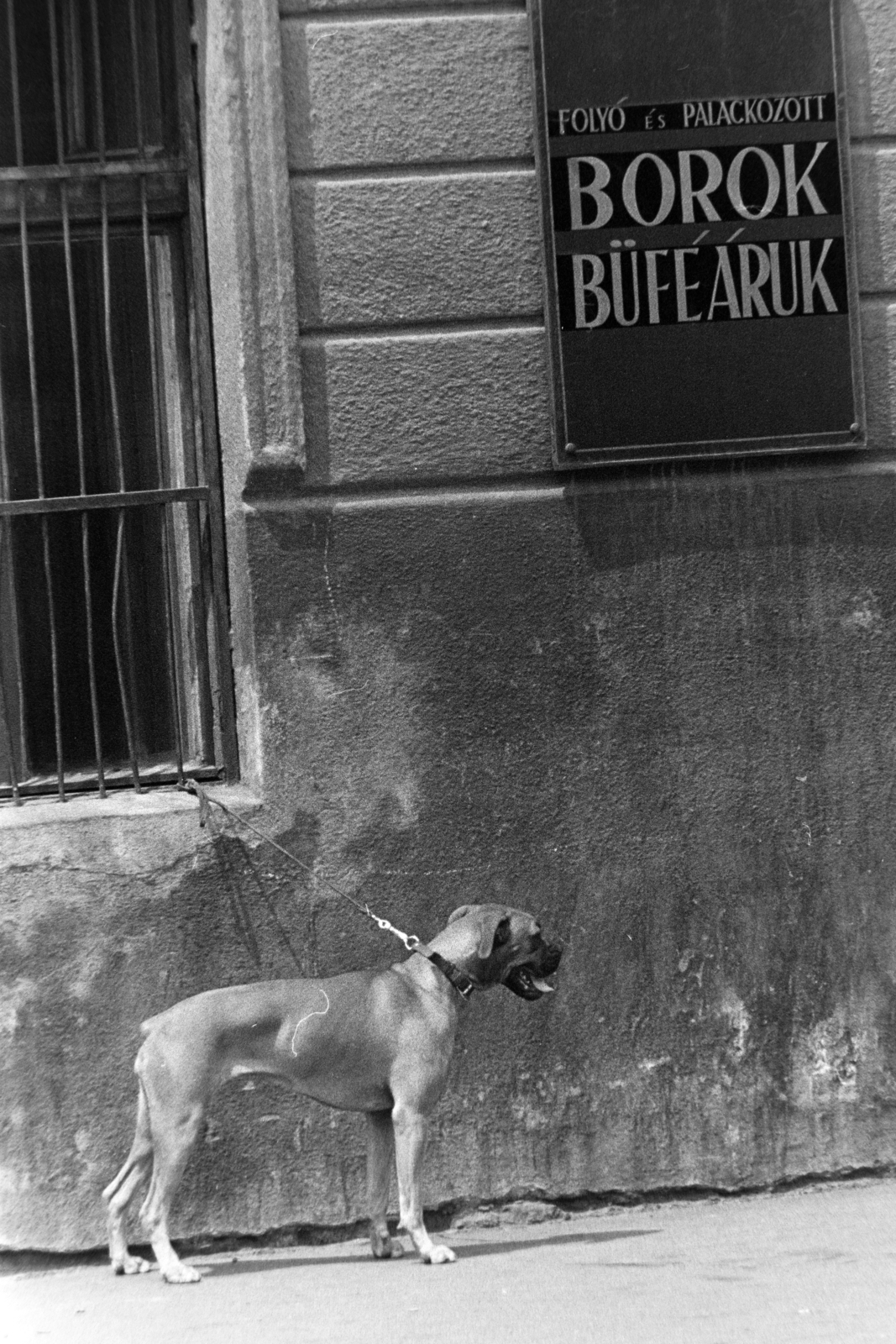 1967, Antal Gábor, dog, Fortepan #199300