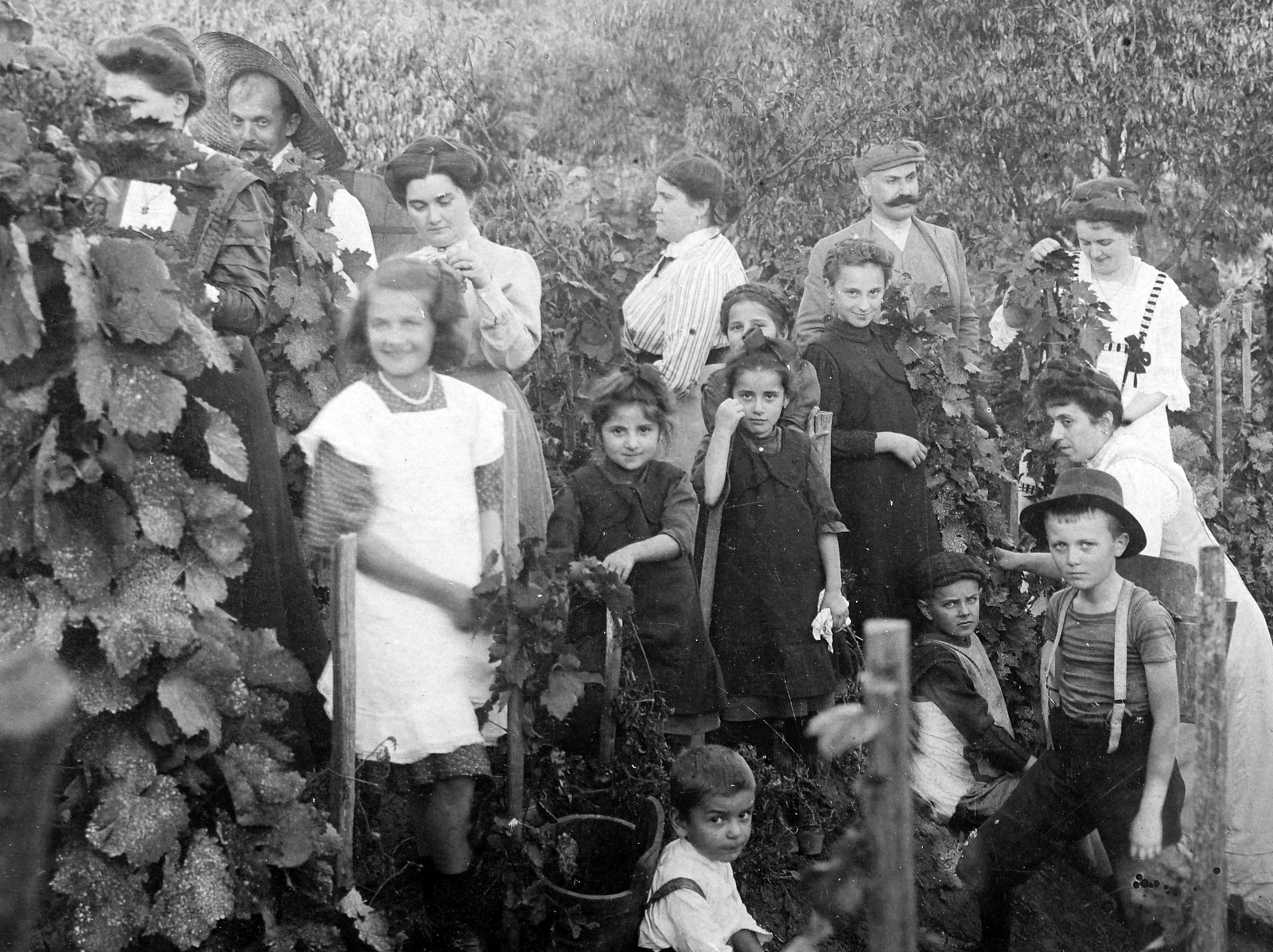 1919, Fortepan, harvest, women, men, kids, grape, Fortepan #19936