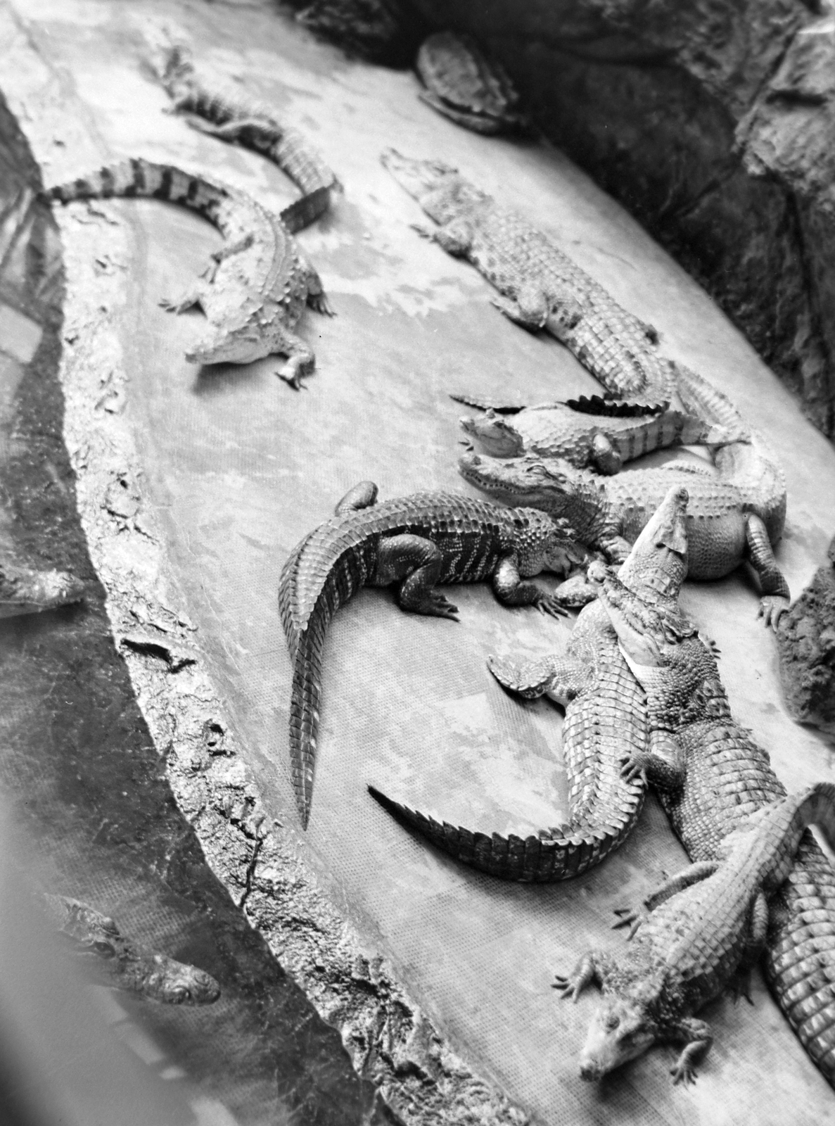 1940, Fortepan, crocodile, zoo, plan view, Fortepan #20003