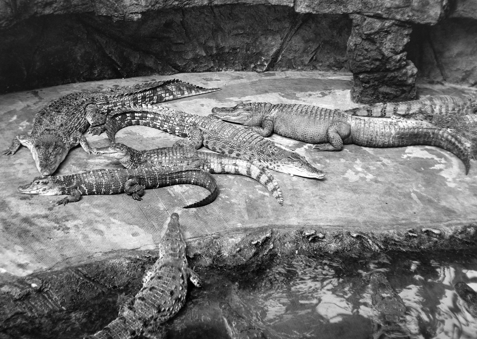 1940, Fortepan, crocodile, Fortepan #20005