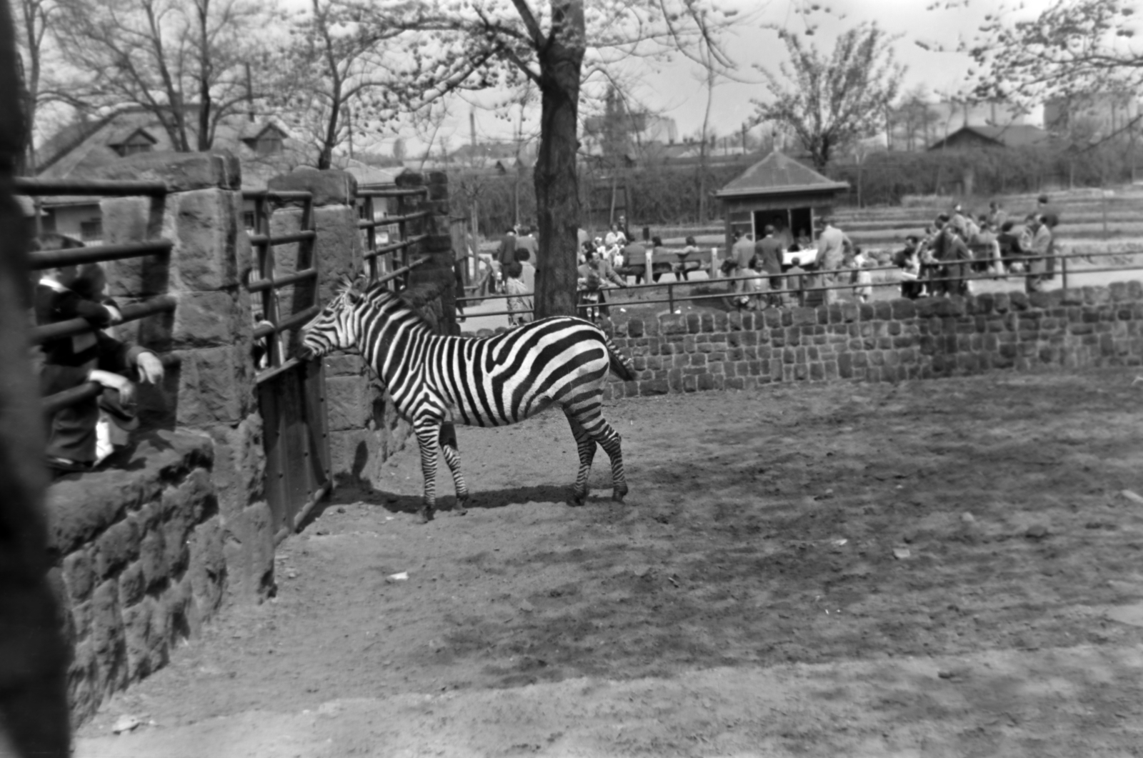 Magyarország, Városliget,Állatkert, Budapest XIV., 1957, Dénes János, állatkert, Budapest, zebra, Fortepan #200097