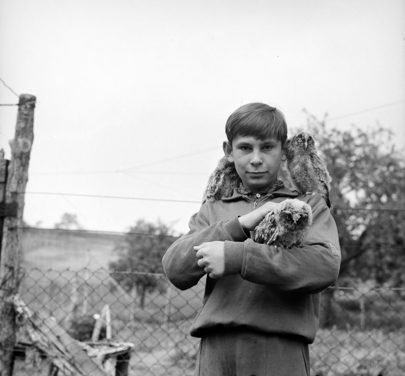 1972, Dobszay Zsófia, bagoly, Fortepan #200269