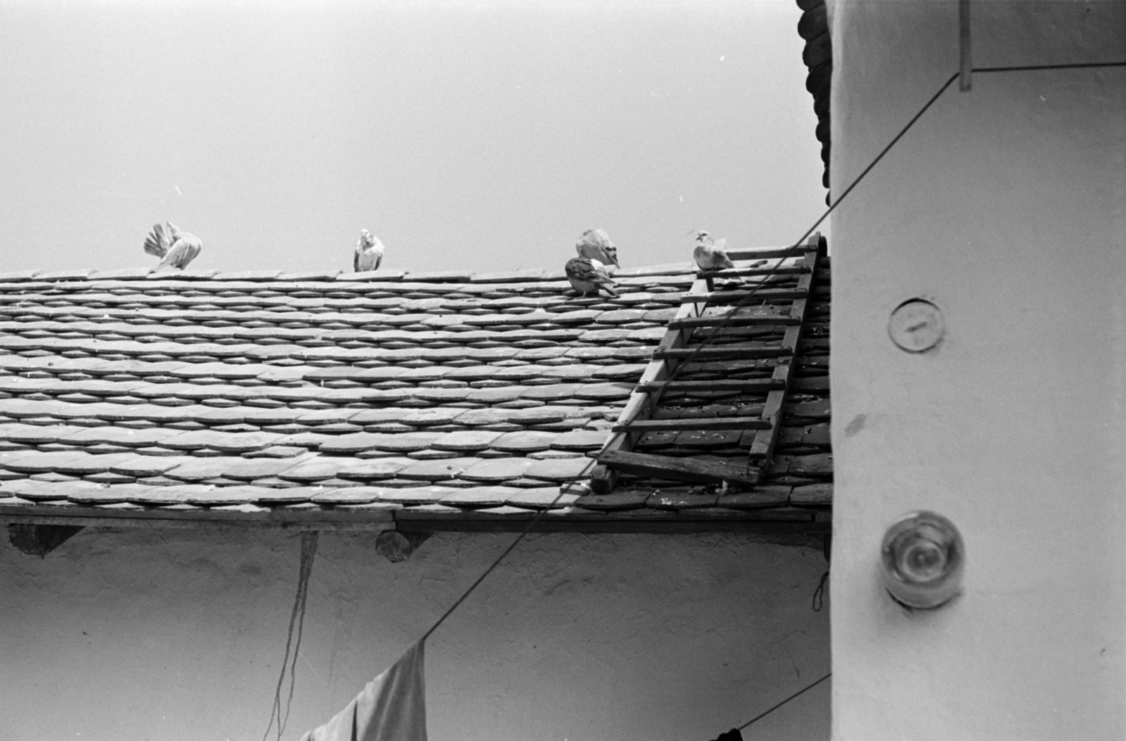 1969, Földvári Mihály, létra, háztető, galamb, Fortepan #200716