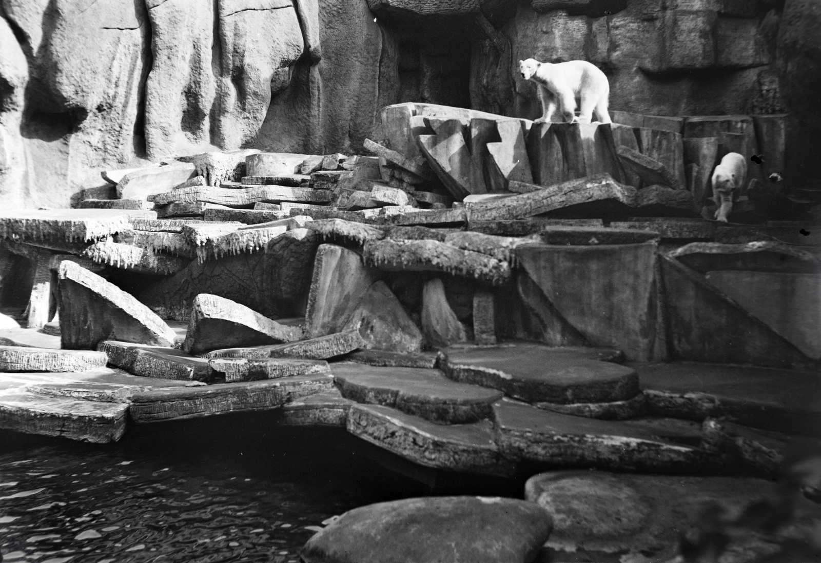 Hungary, Zoo, Budapest XIV., Kisszikla., 1935, Gara Andor, polar bear, zoo, Budapest, Fortepan #201160