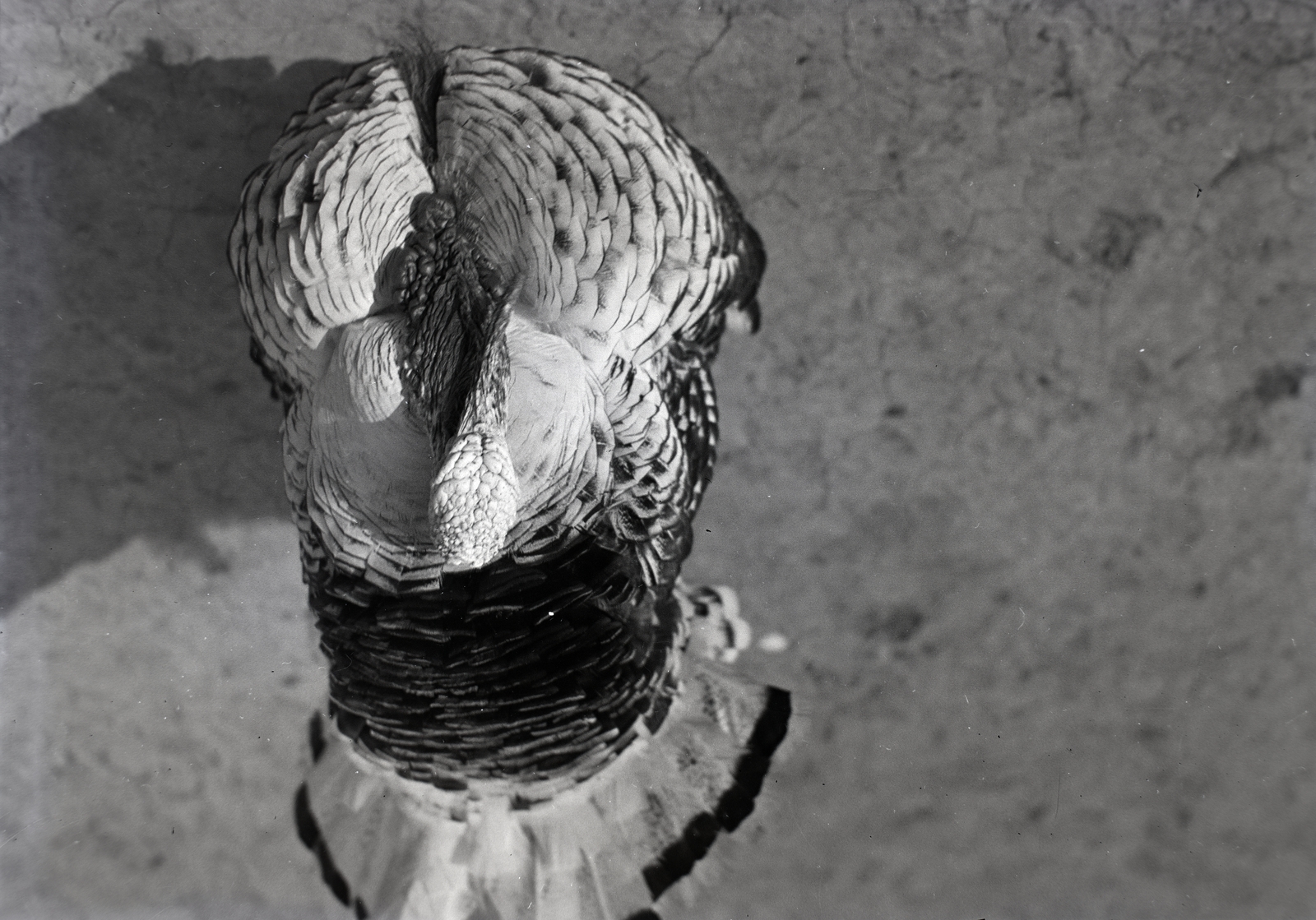 1934, Gara család, baromfi, felülnézet, Fortepan #201223