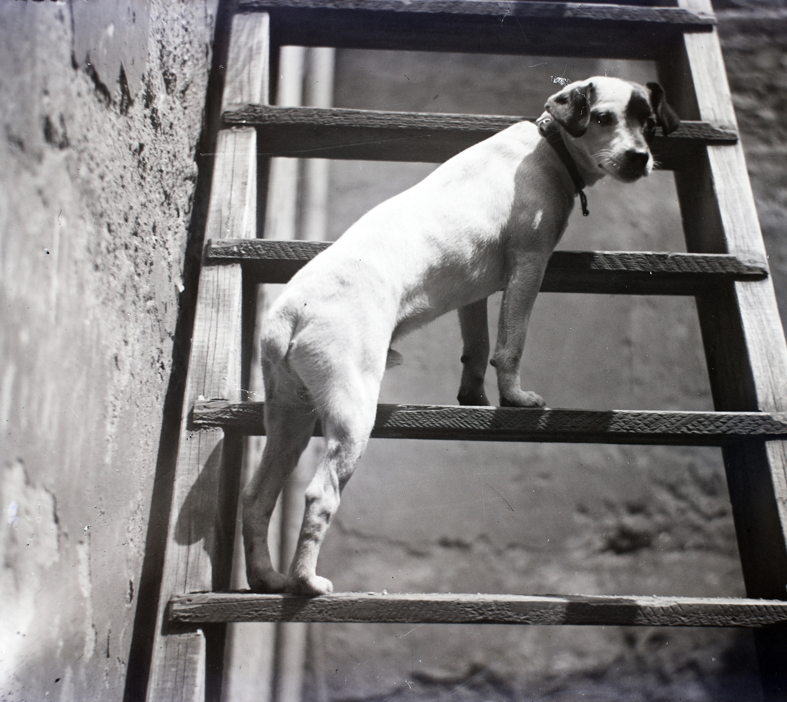 1934, Gara Andor, dog, stairs, looking back, Fortepan #201227