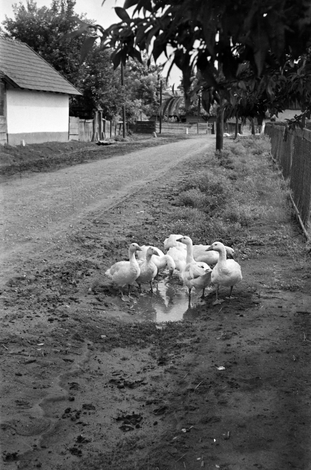 1955, Handa család, poultry, puddle, Fortepan #201525