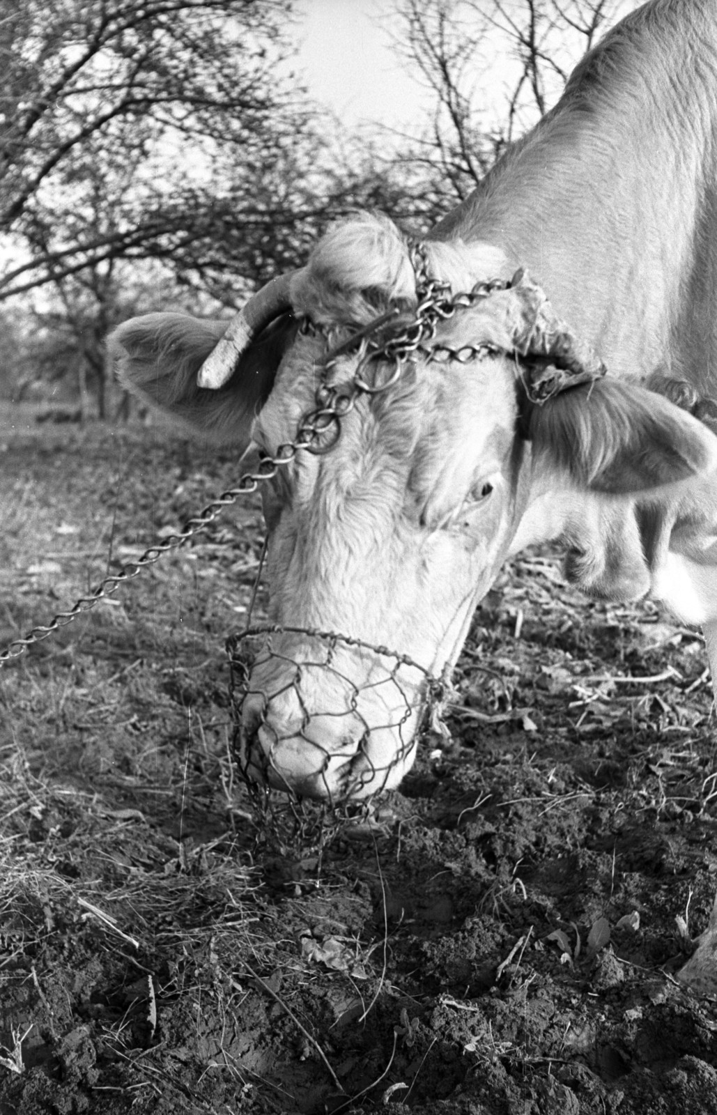 1964, Jakab Antal, Fortepan #201968
