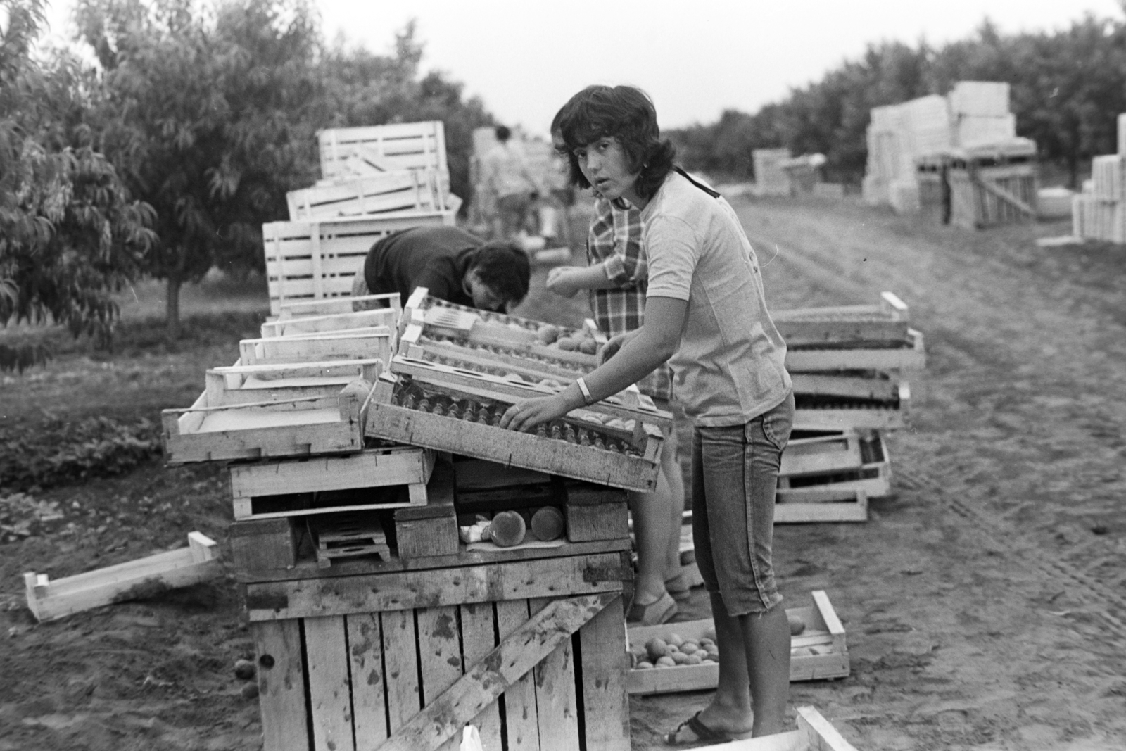 1984, Madách Gimnázium, crate, engineering camp, Fortepan #203384