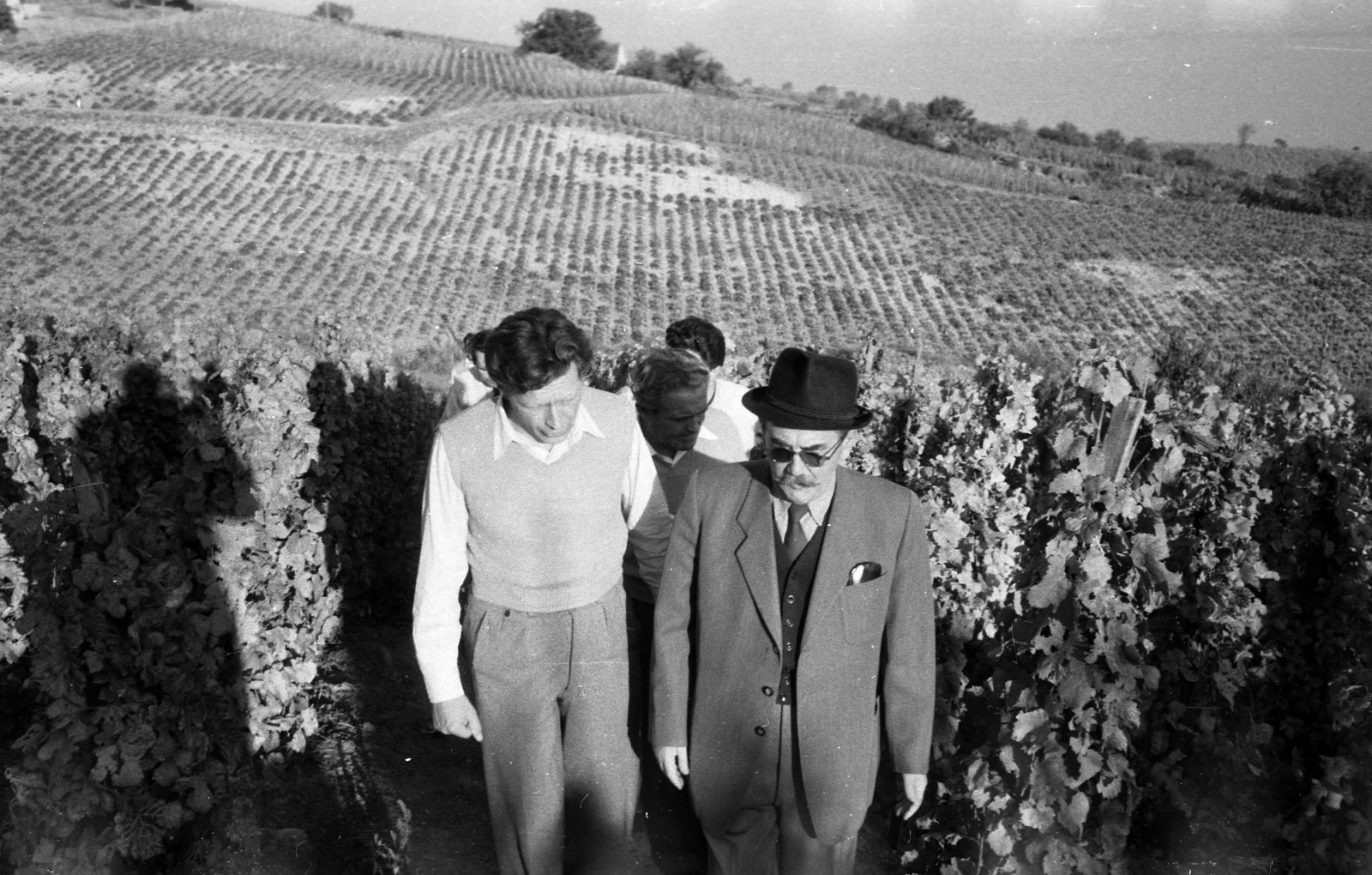 Hungary,Lake Balaton, Badacsonytomaj, jobb szélen Nagy Imre, a felvétel a miniszterelnök szüreti látogatásakor, 1956. október 22-én készült., 1956, Kotnyek Antal, celebrity, politician, vine, Fortepan #203538