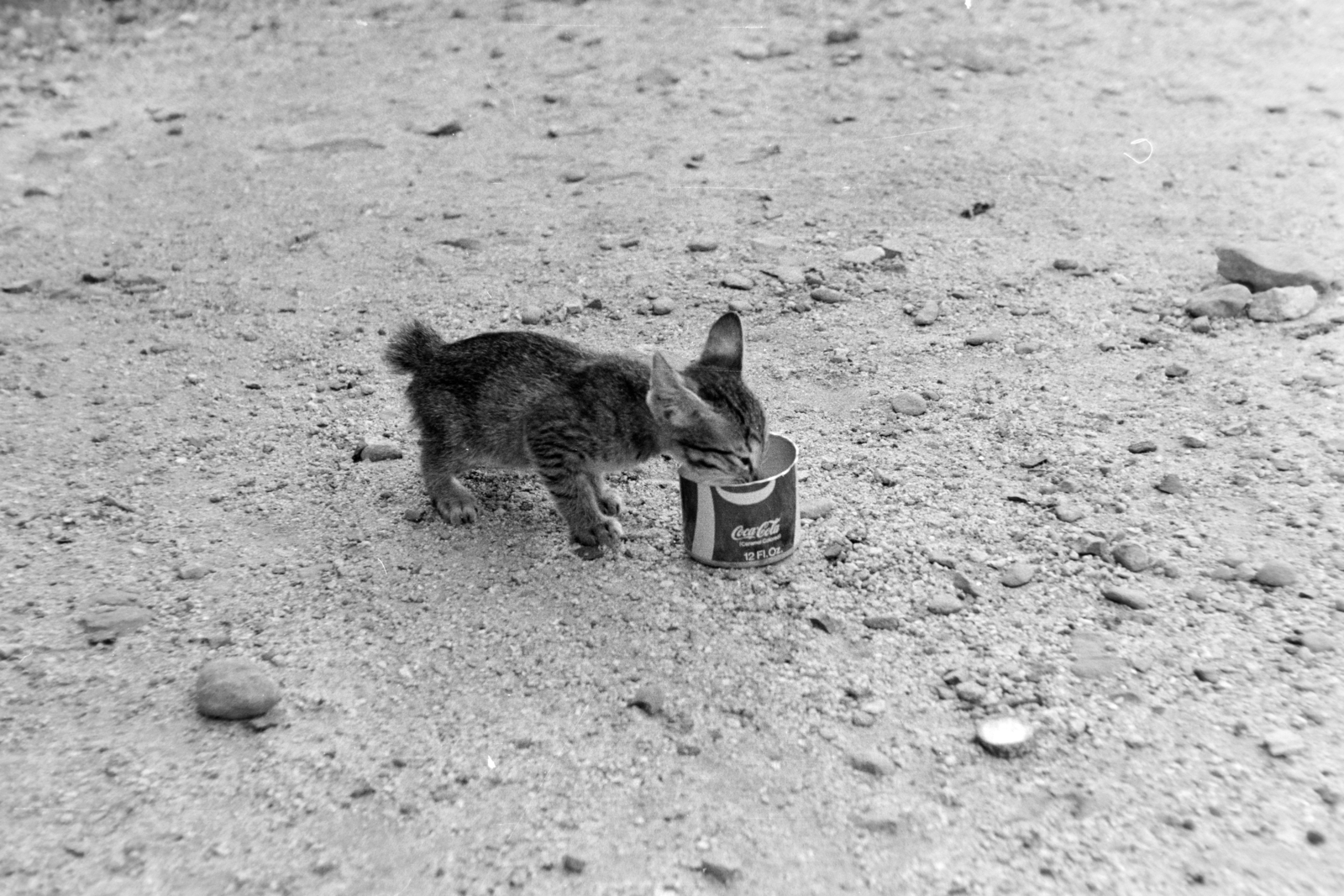 1973, Kővári György, cat, Fortepan #203655