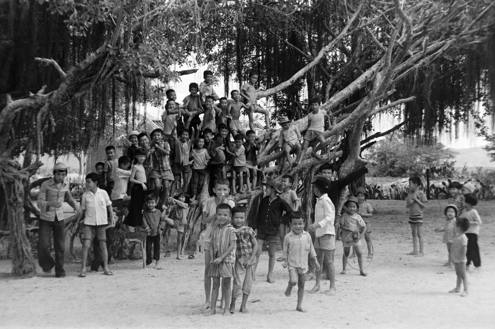 1973, Kővári György, kids, sitting on a tree, Fortepan #203659