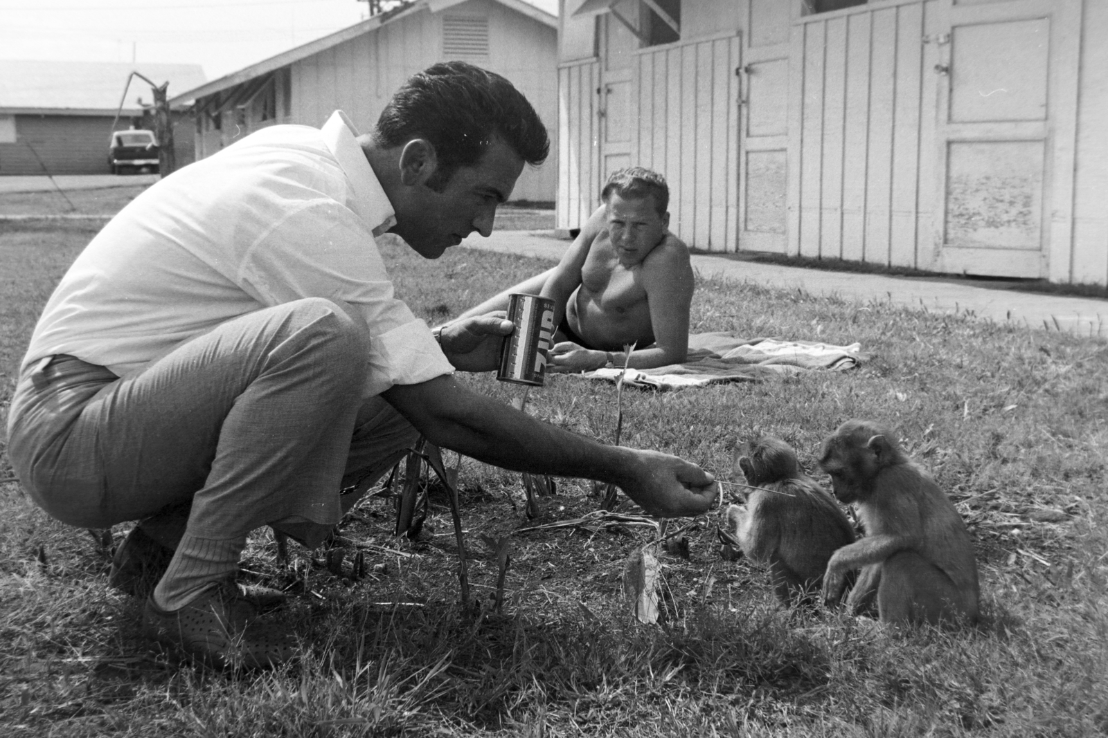 1973, Kővári György, monkey, Fortepan #203700