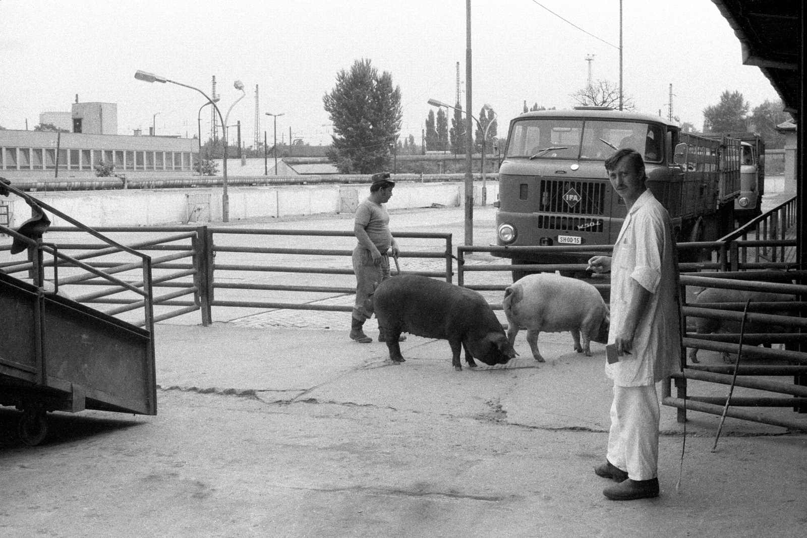 Hungary, Budapest IX., Gubacsi út 6., Sertésközvágóhíd. Háttérben a Koppány utca melletti irodaépület látható., 1986, Makovecz Benjamin, IFA-brand, pig, number plate, slaughterhouse, Budapest, Fortepan #204050