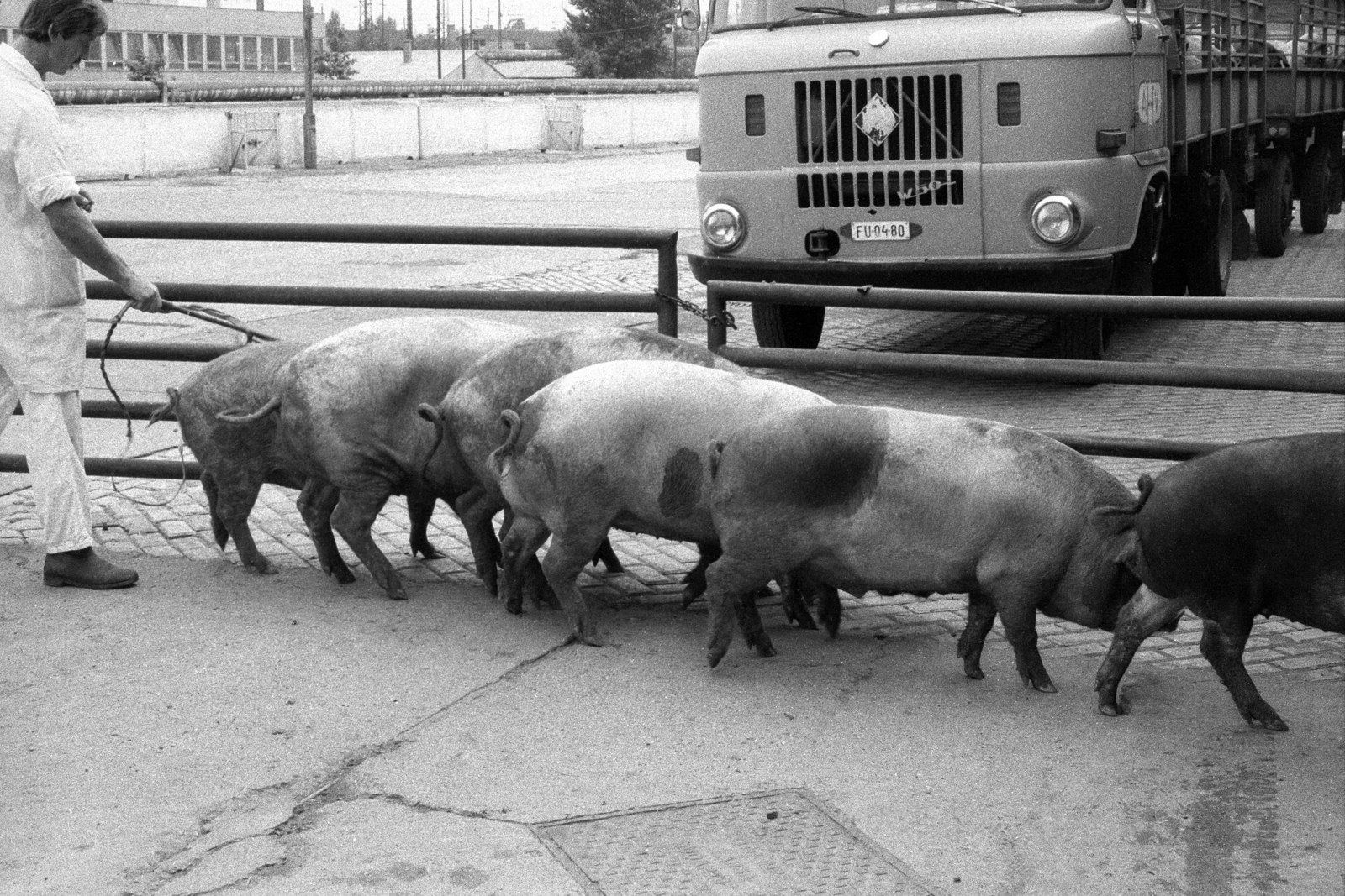 Hungary, Budapest IX., Gubacsi út 6., Sertésközvágóhíd. Háttérben a Koppány utca melletti irodaépület látható., 1986, Makovecz Benjamin, IFA-brand, pig, number plate, slaughterhouse, Budapest, Fortepan #204051