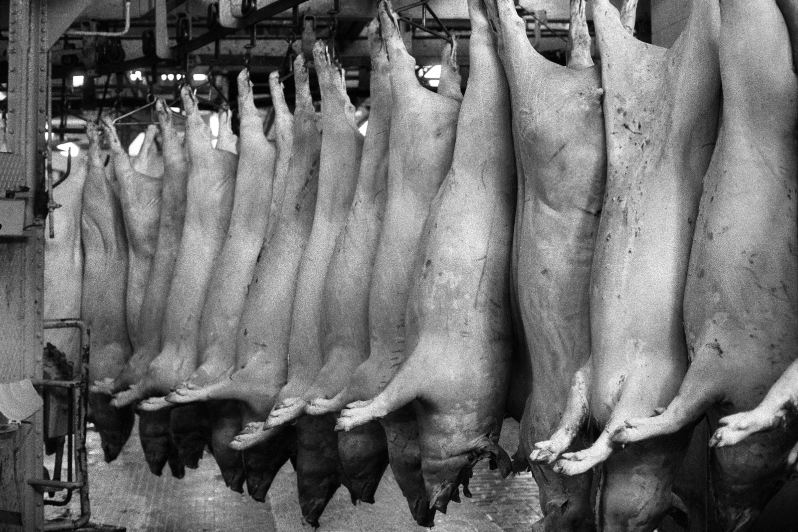 Hungary, Budapest IX., Gubacsi út 6., Sertésközvágóhíd., 1986, Makovecz Benjamin, slaughterhouse, Budapest, Fortepan #204053