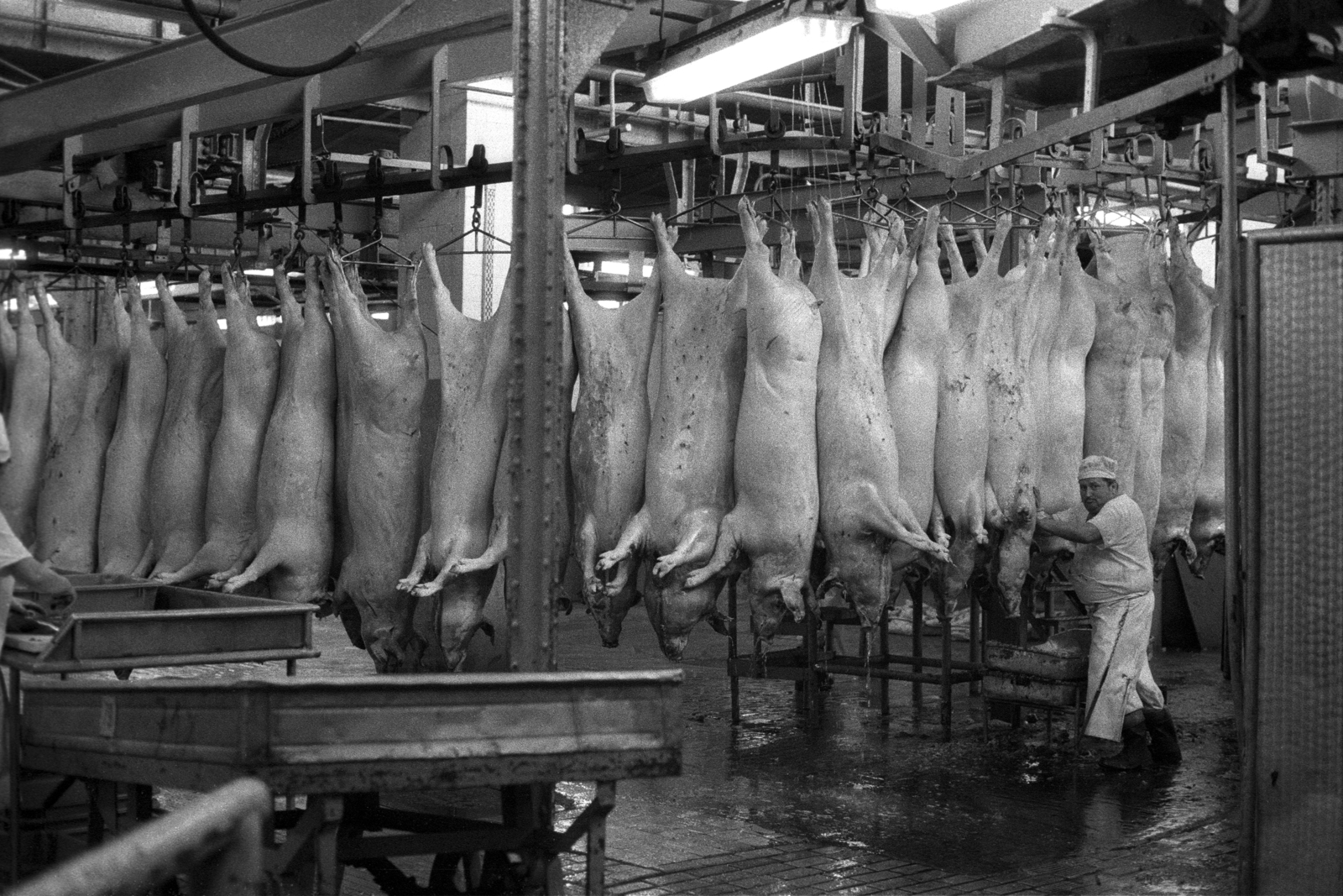 Hungary, Budapest IX., Gubacsi út 6., Sertésközvágóhíd., 1986, Makovecz Benjamin, slaughterhouse, Budapest, Fortepan #204054