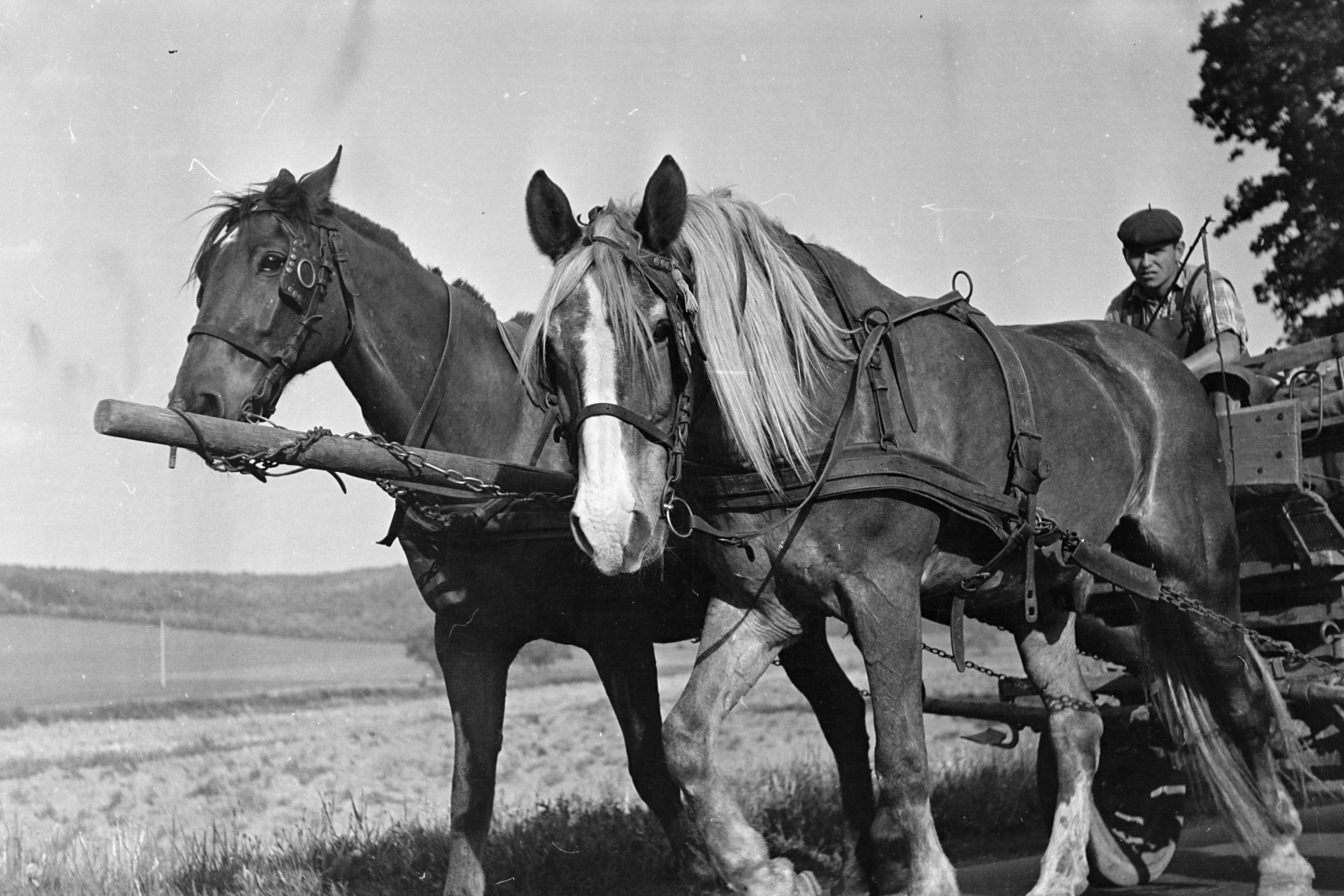 1971, Kereki Sándor, Horse-drawn carriage, Fortepan #204808