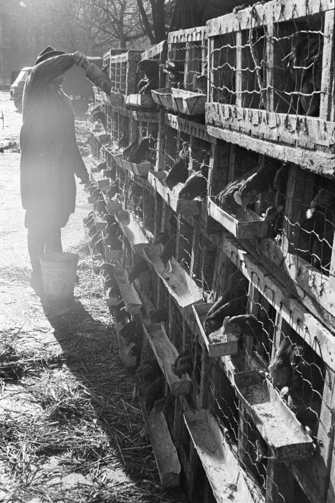 1972, Kereki Sándor, poultry, feeding, pen, Fortepan #205056