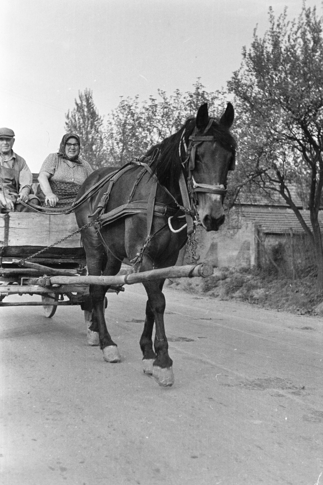 1970, Kereki Sándor, horse, Horse-drawn carriage, Fortepan #205681
