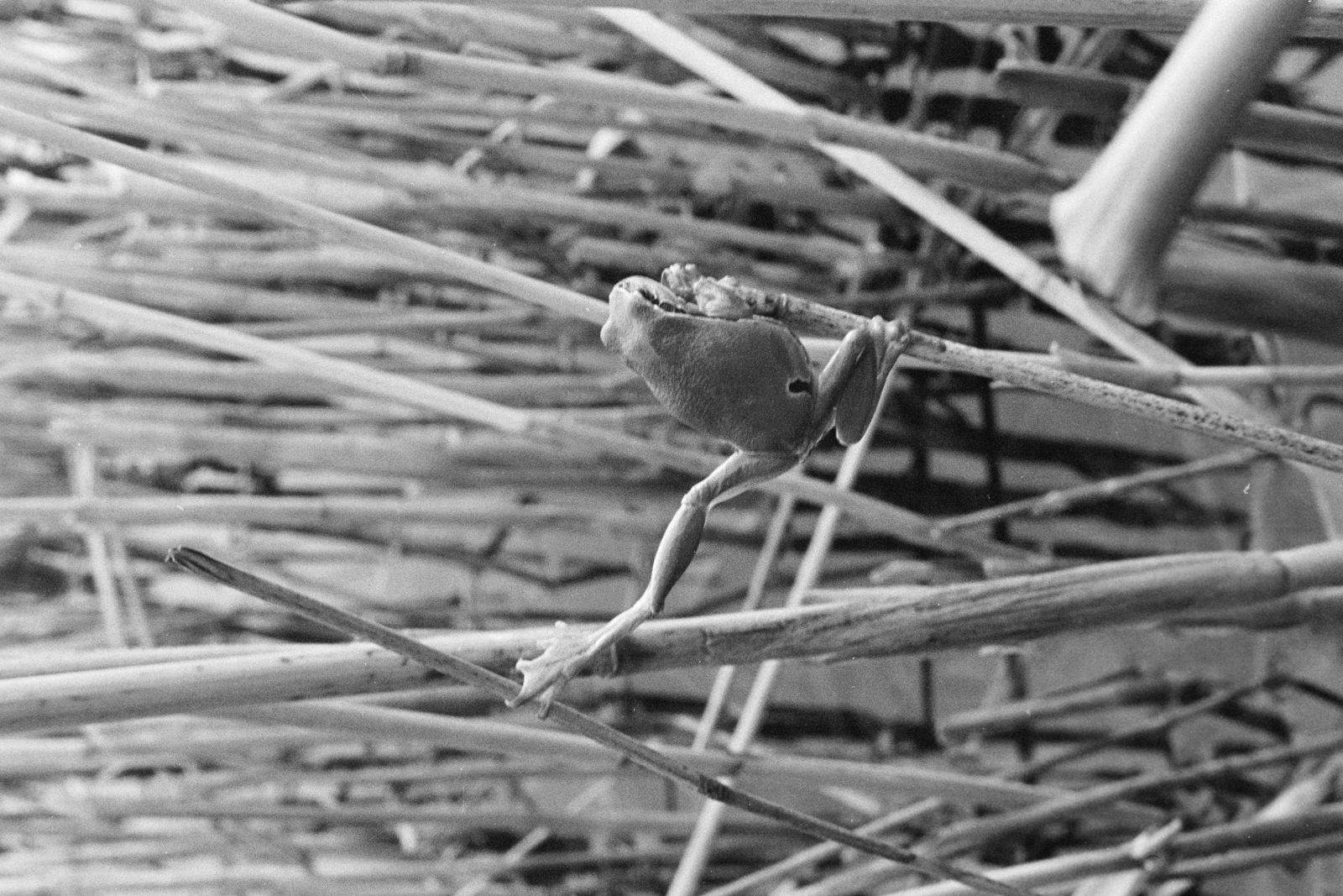 1975, Kereki Sándor, frog, reed, Fortepan #206089