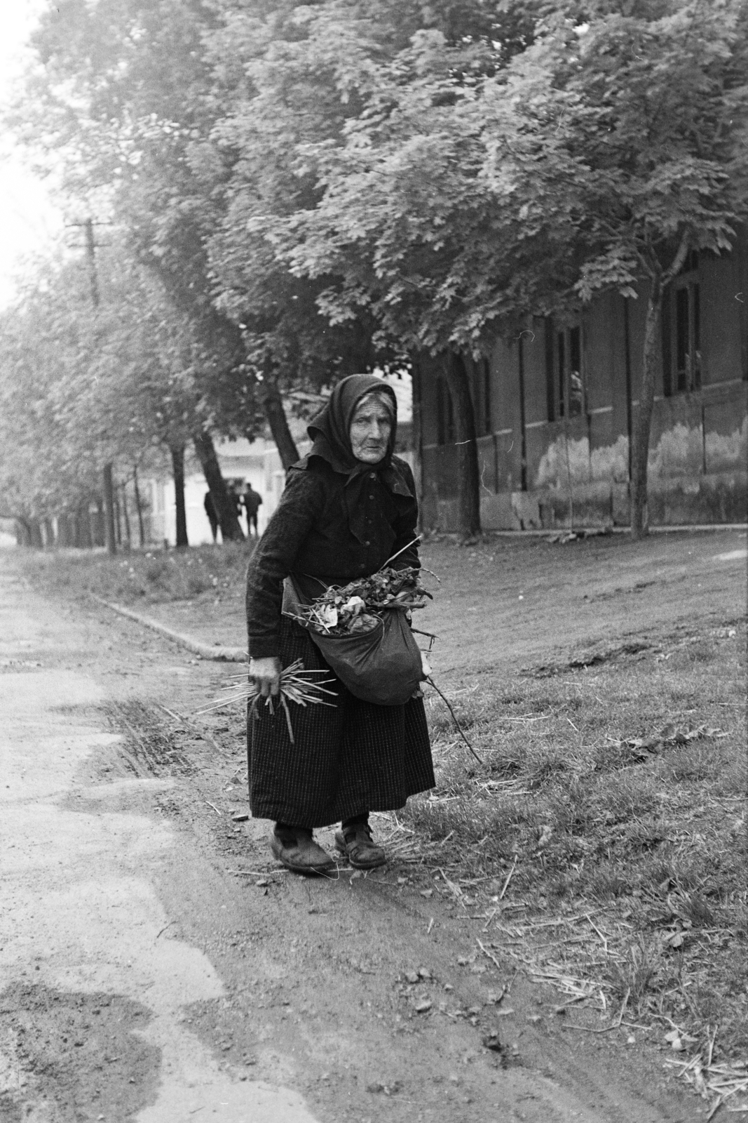 1969, Kereki Sándor, idős ember, növény, Fortepan #206328