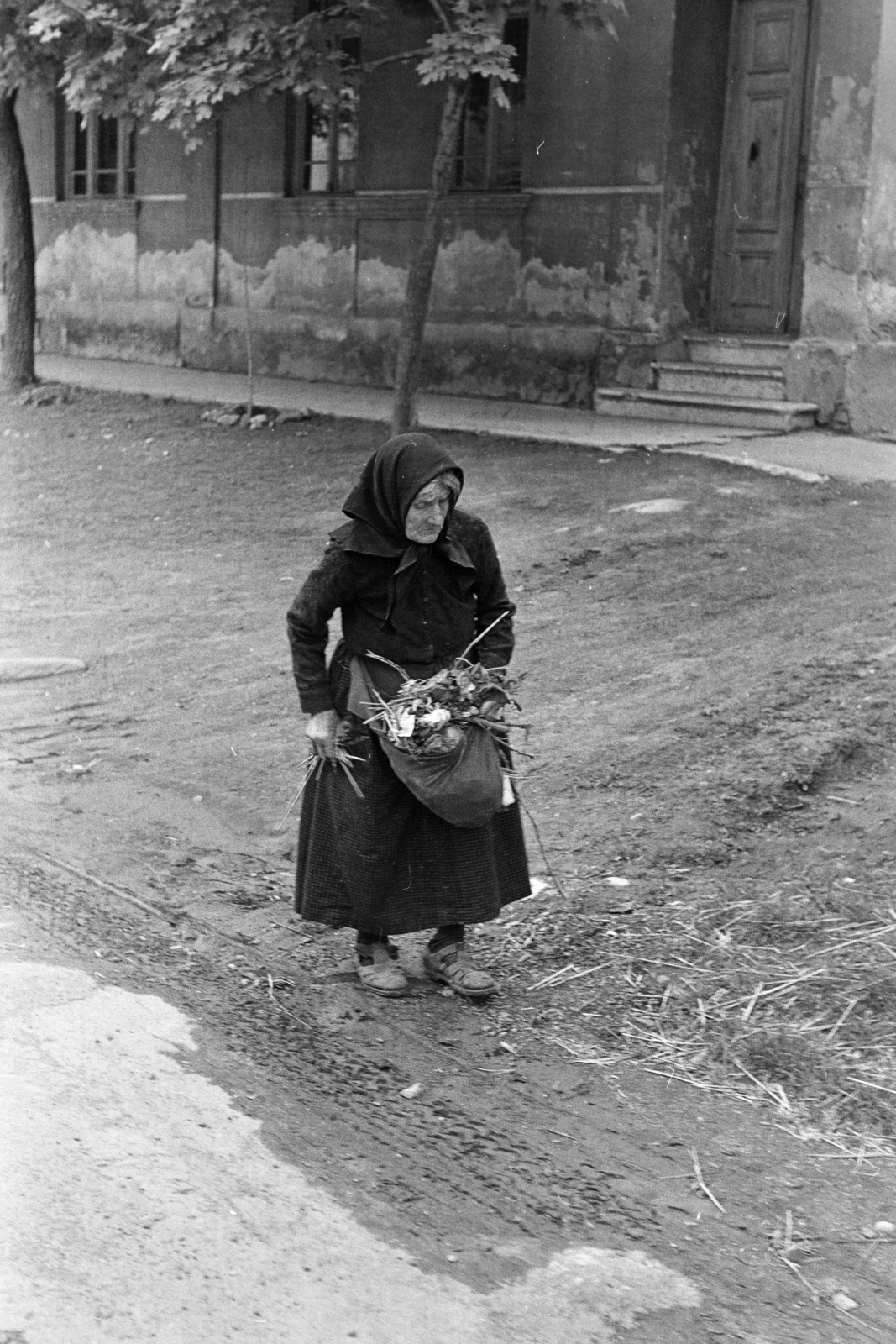 1969, Kereki Sándor, idős ember, növény, Fortepan #206329