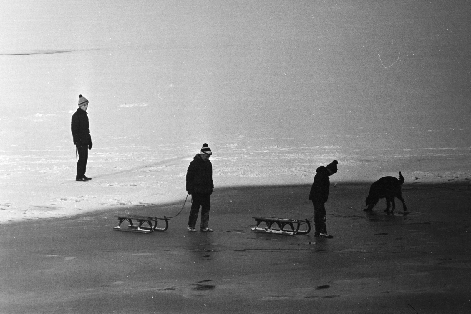 1971, Kereki Sándor, dog, sledge, Fortepan #206502