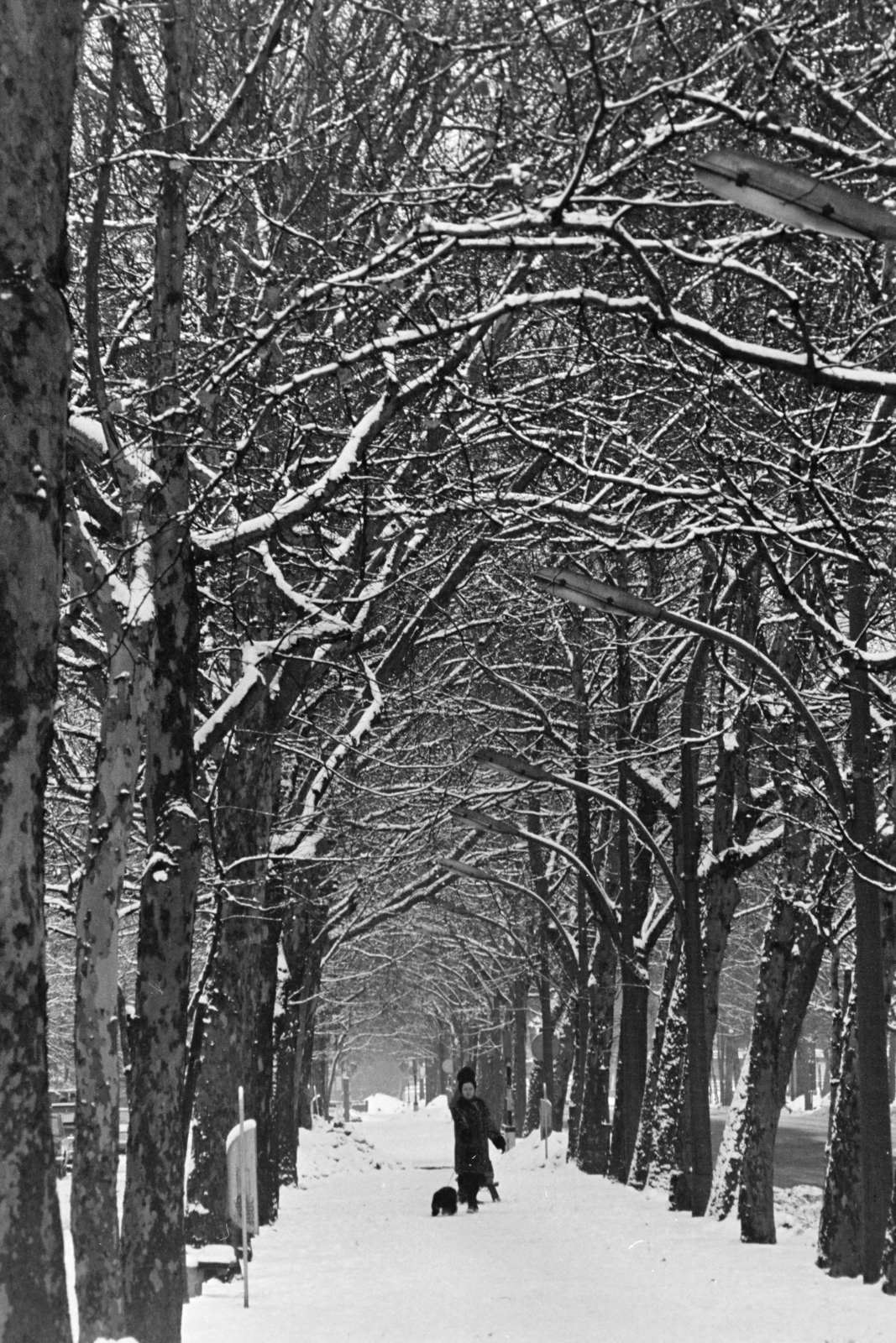 Hungary, Budapest VI., az Andrássy út (Népköztársaság útja)., 1971, Kereki Sándor, Budapest, walking the dog, snow, alley, Fortepan #206504