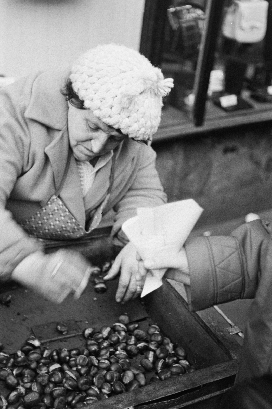 1971, Kereki Sándor, gesztenyés, gesztenye, Fortepan #206514