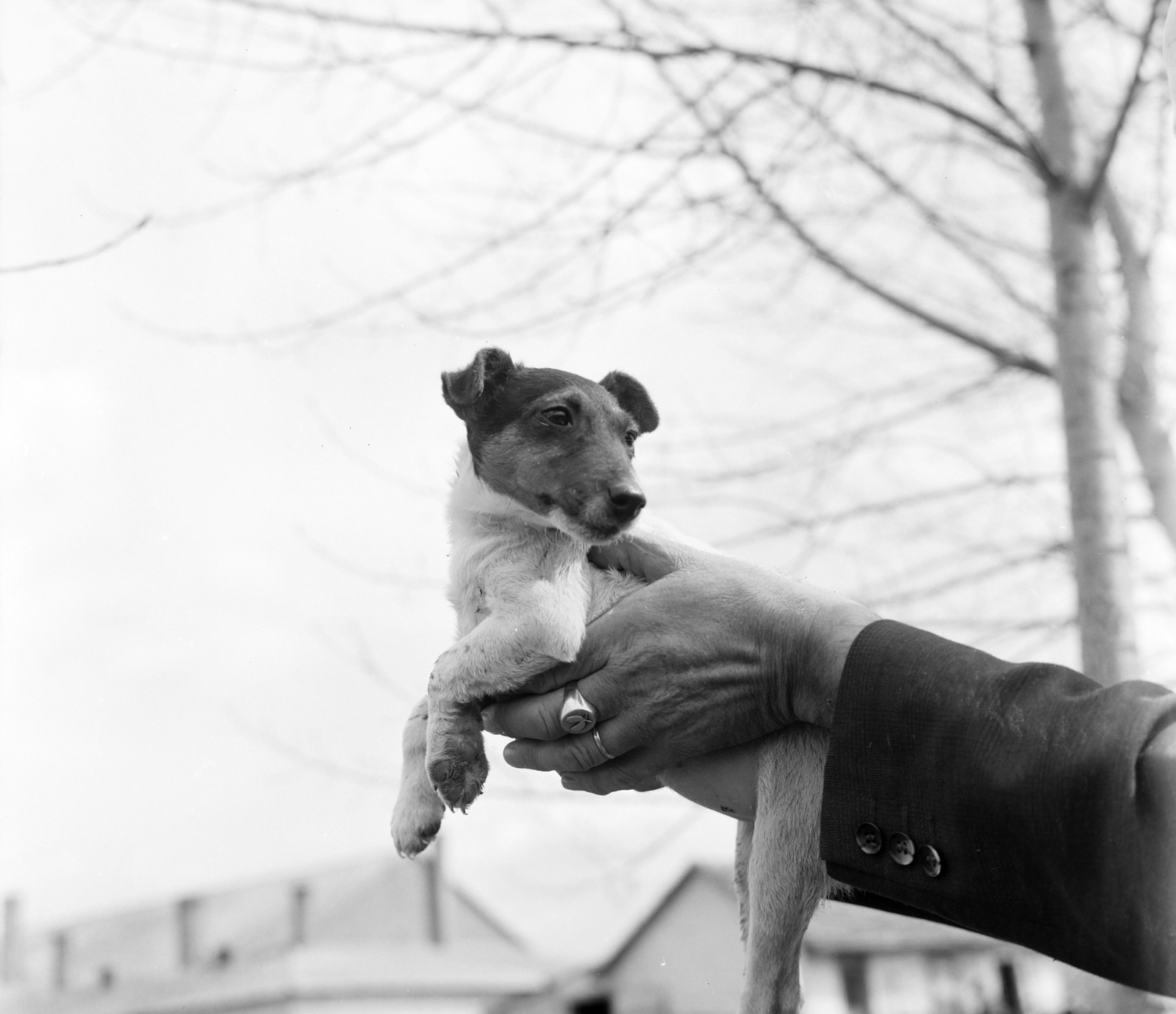1969, FŐFOTÓ, Best of, puppy, hold in arms, dog, Fortepan #207994
