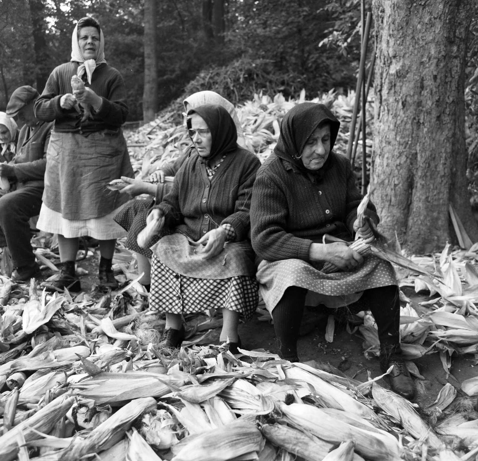 1969, FŐFOTÓ, shelling corn, Fortepan #208117