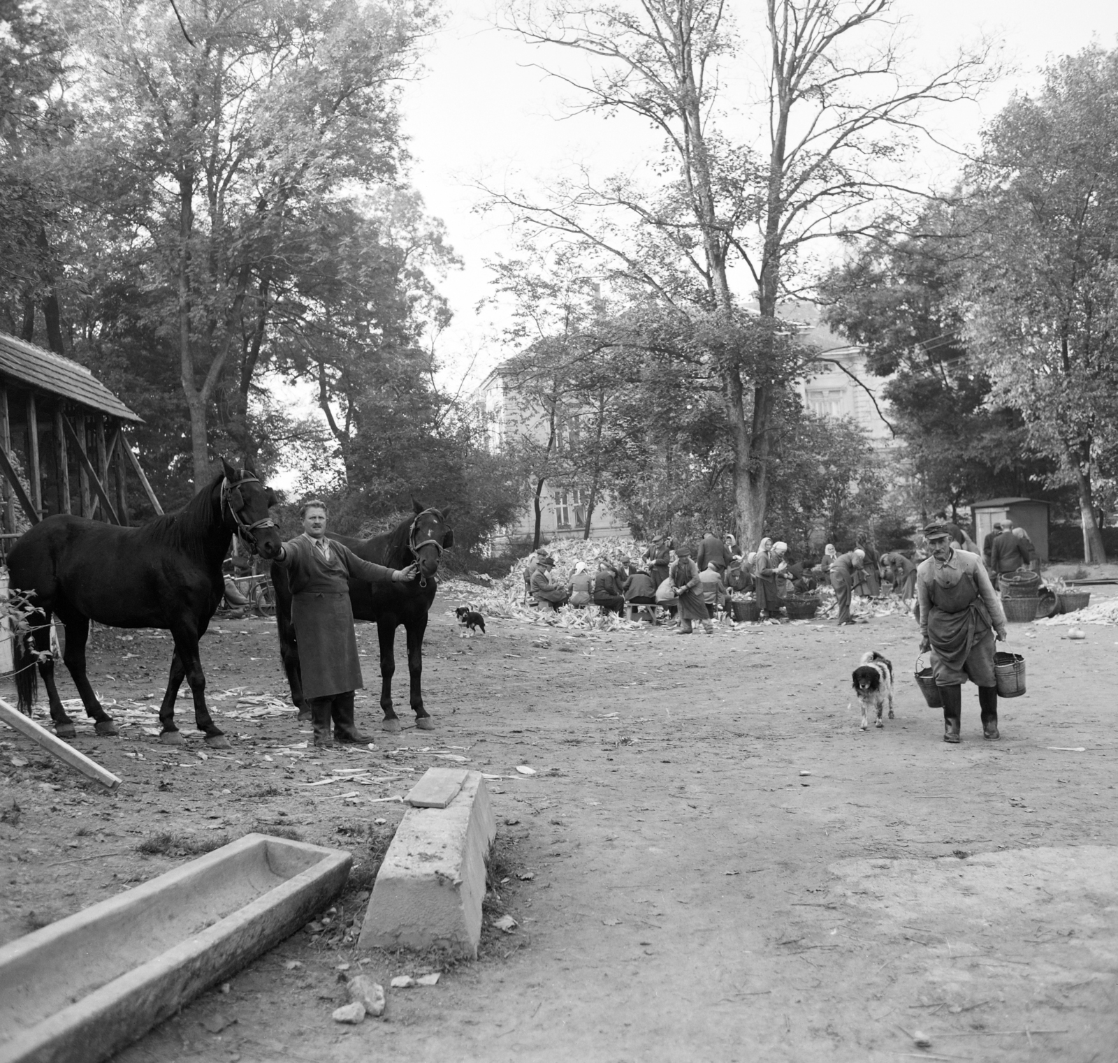 1969, FŐFOTÓ, dog, Fortepan #208118