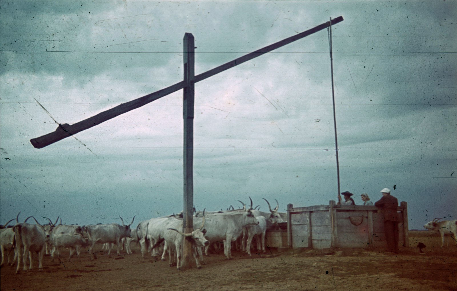 Magyarország, Hortobágy, szürkemarha gulya itatása a gémeskútnál., 1941, Fortepan, színes, kút, szarvasmarha, gémeskút, Fortepan #20859