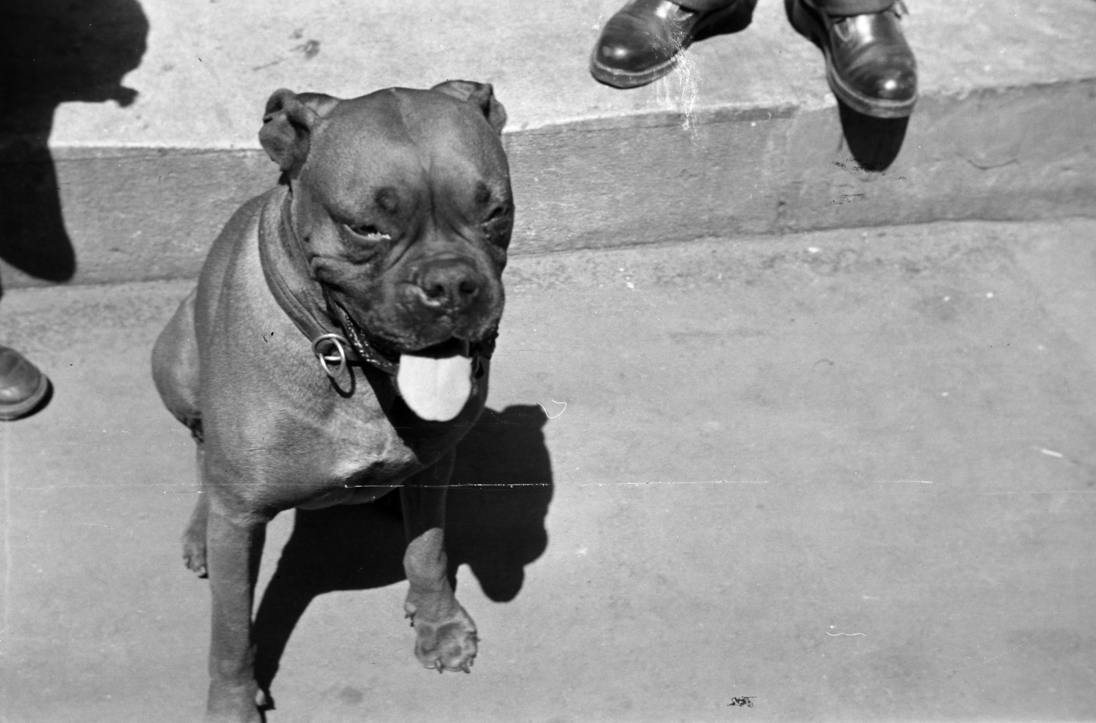 1964, Belházy Miklós, dog, Fortepan #210068