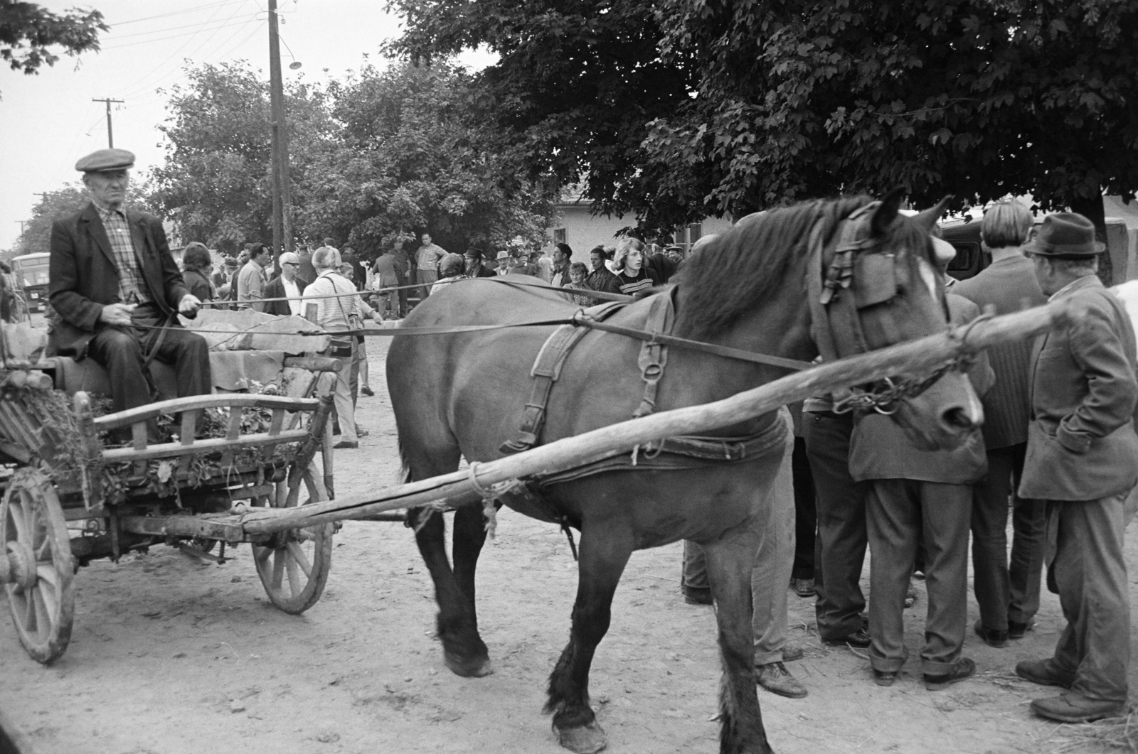 Magyarország, Zalaegerszeg, a Vásár tér marhavásár alkalmával., 1977, Jakab Antal, szekér, Fortepan #210711