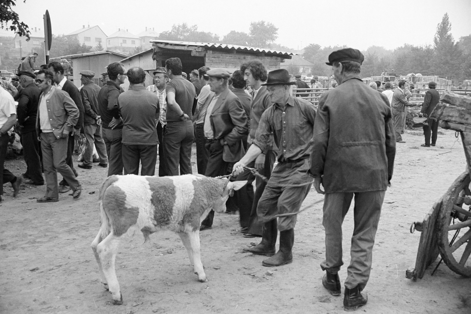 Hungary, Zalaegerszeg, a Vásár tér marhavásár alkalmával., 1977, Jakab Antal, Fortepan #210713