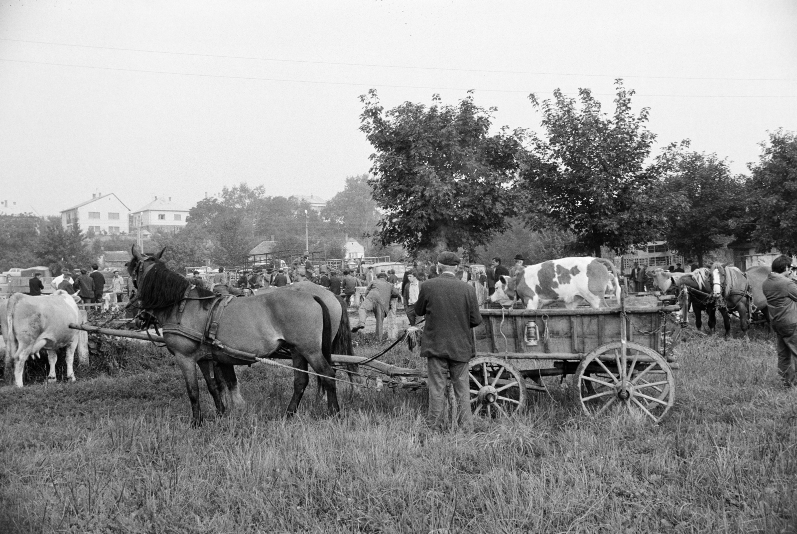 Magyarország, Zalaegerszeg, a Vásár tér marhavásár alkalmával., 1977, Jakab Antal, szekér, Fortepan #210716