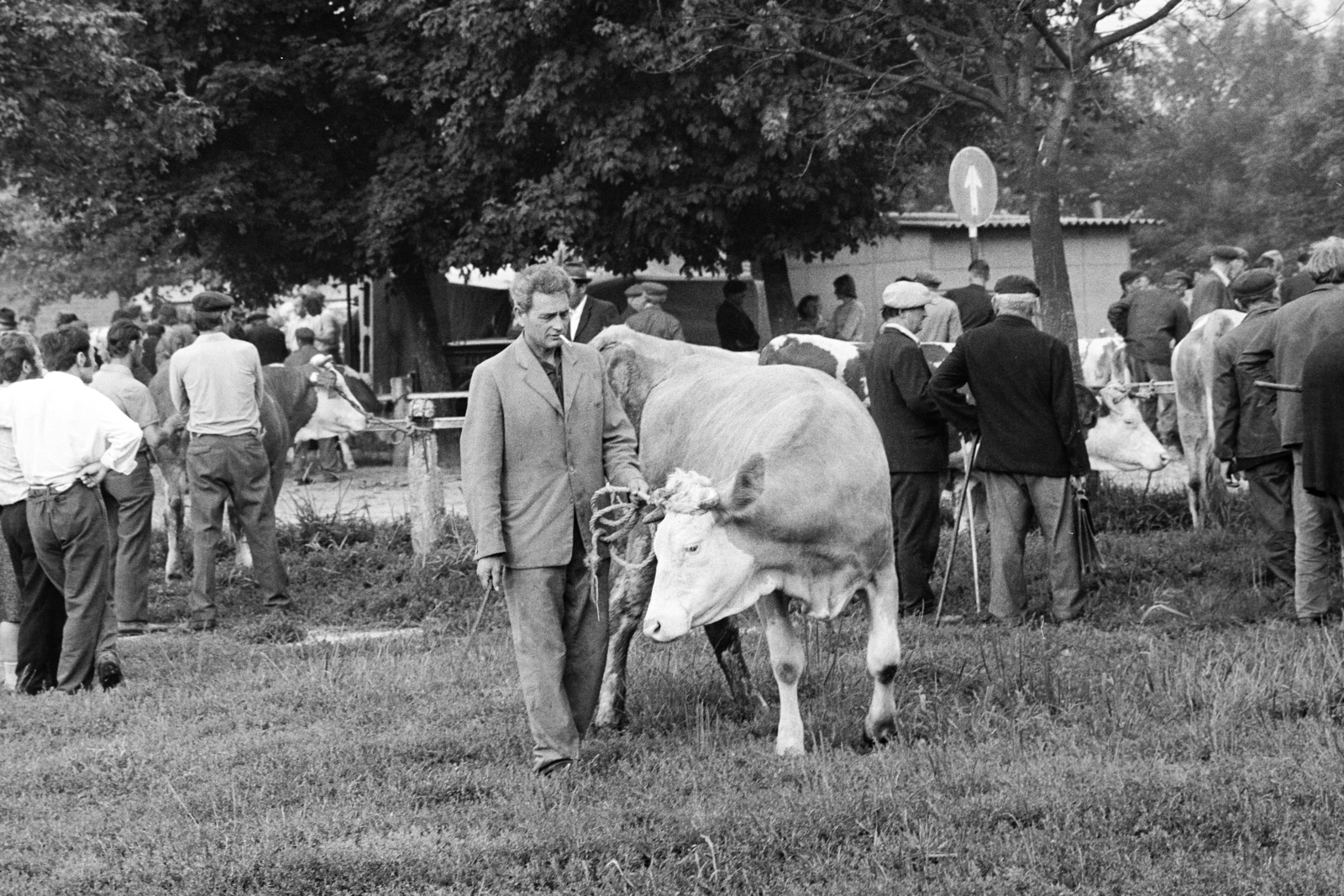 Hungary, Zalaegerszeg, a Vásár tér marhavásár alkalmával., 1977, Jakab Antal, cattle, Fortepan #210719
