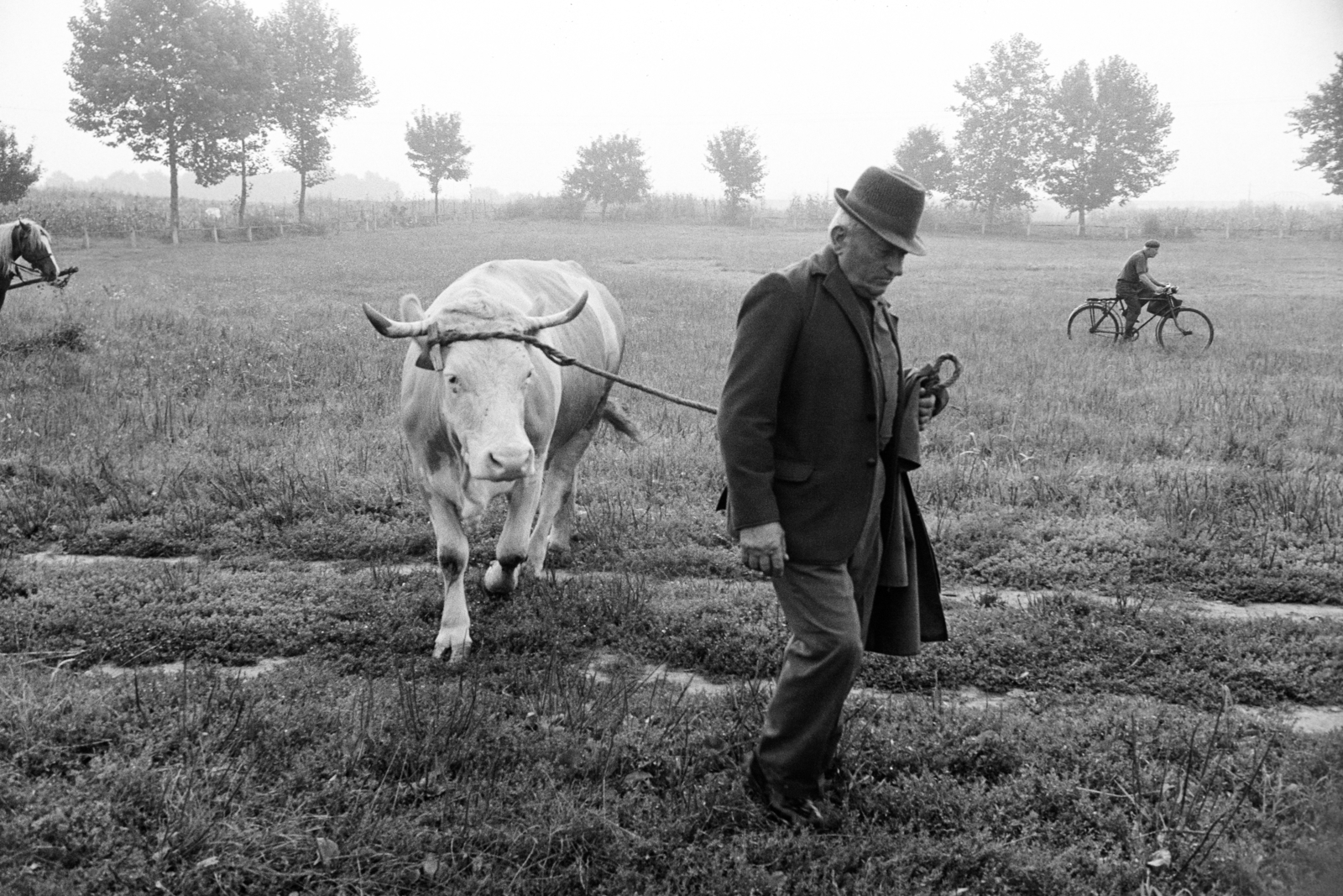 Hungary, Zalaegerszeg, a Vásár tér marhavásár alkalmával., 1977, Jakab Antal, cattle, Fortepan #210720